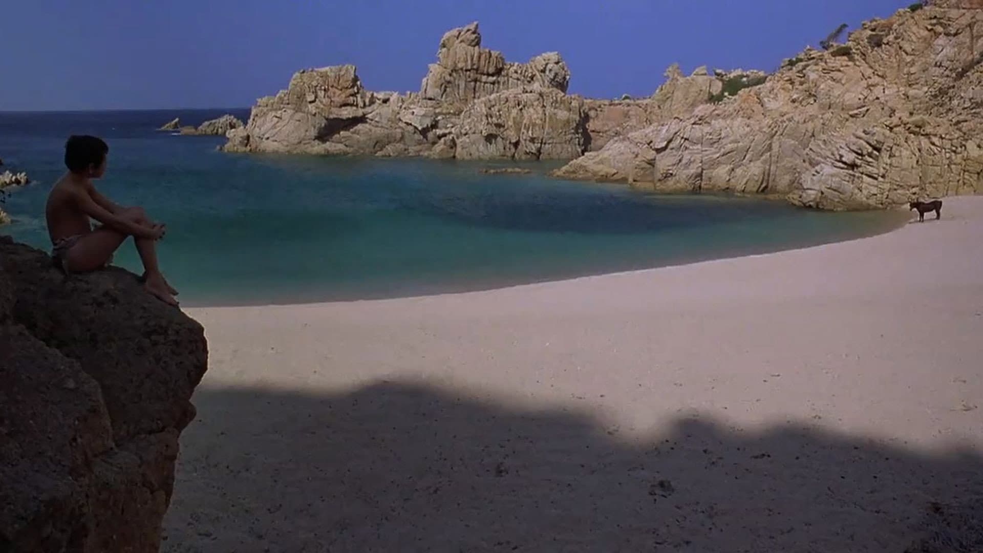 Black Stallion - immagine