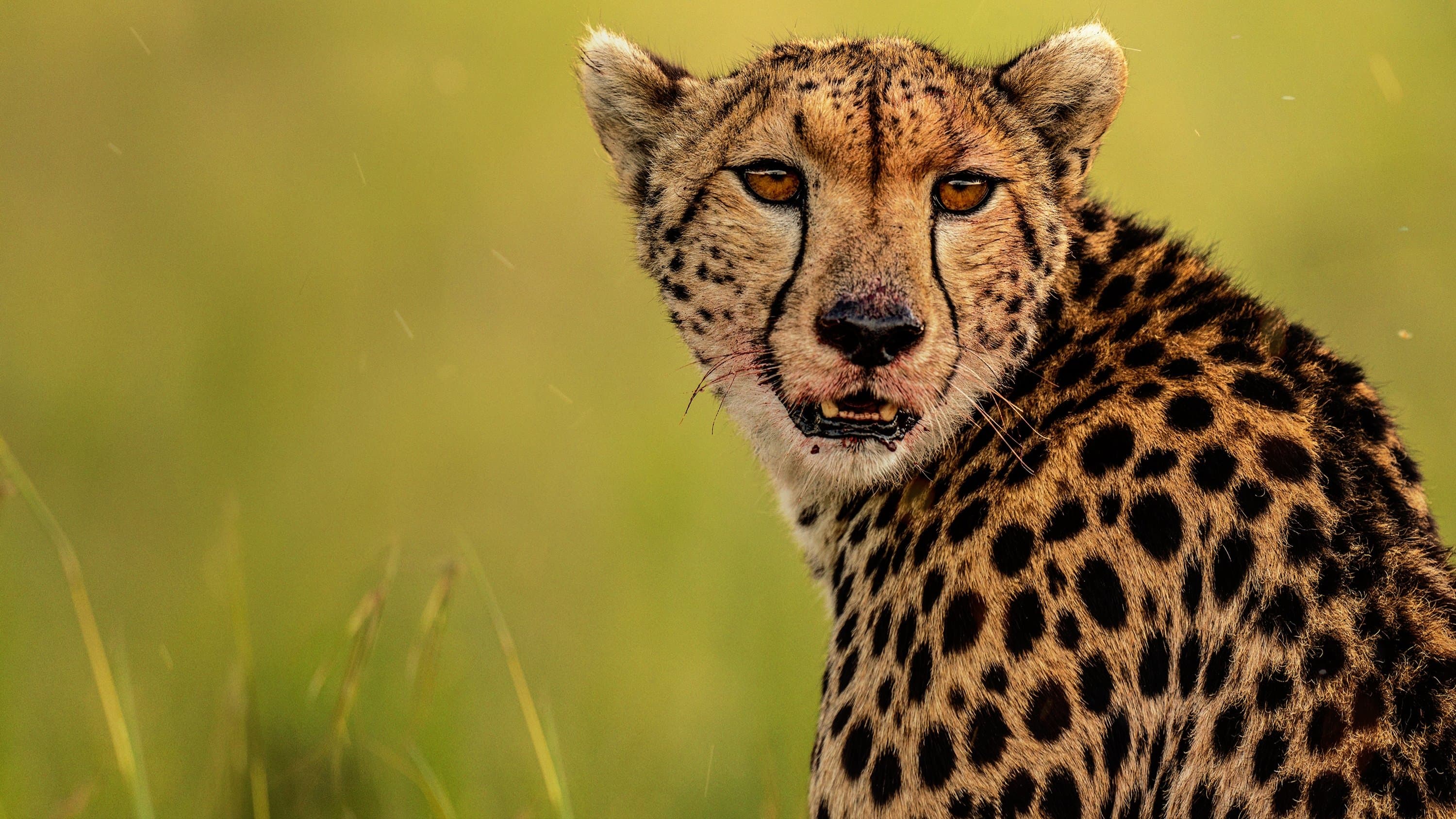 The Way of the Cheetah - immagine