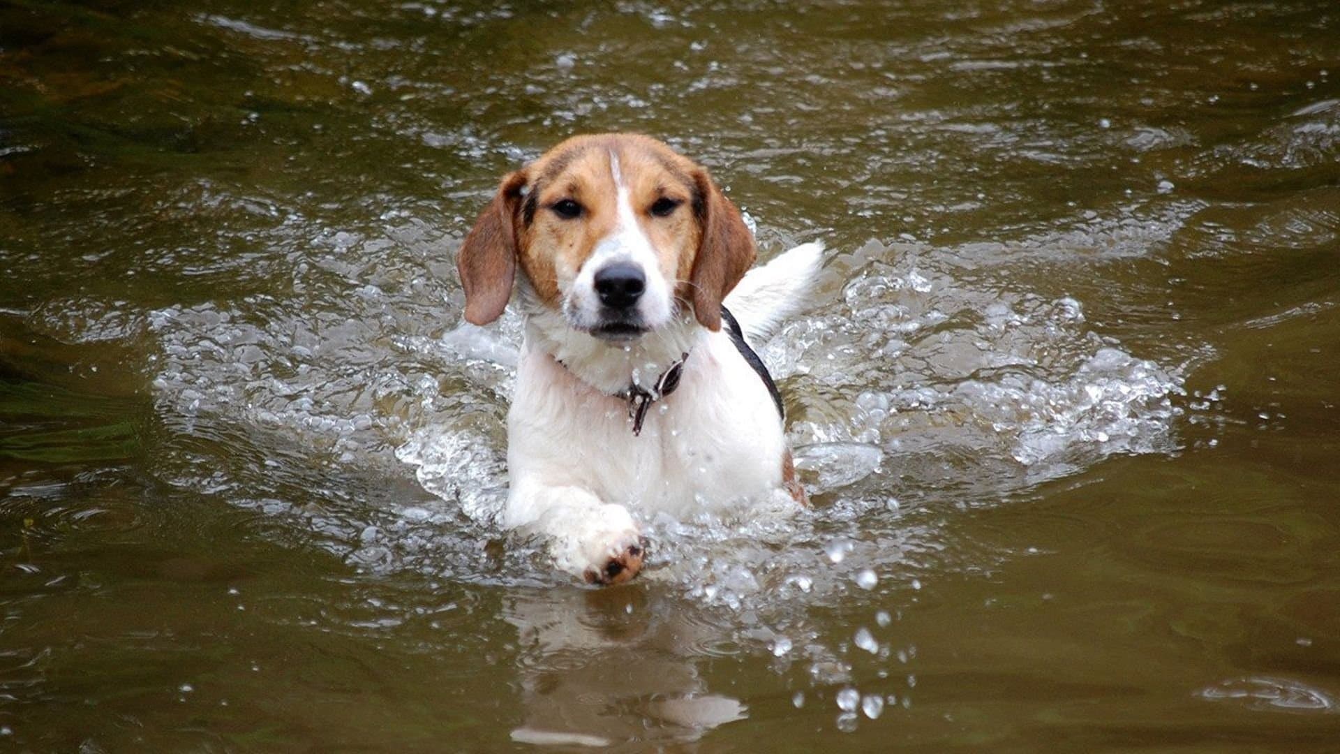 Shiloh, un cucciolo per amico - immagine