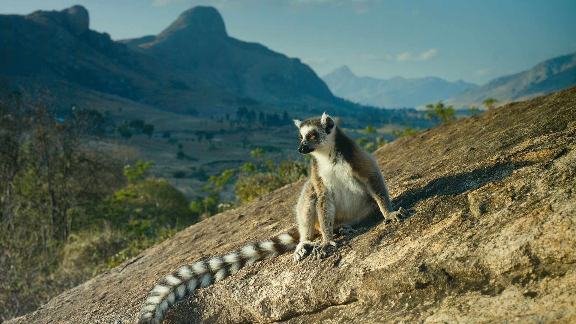 Madagascar: L'isola dei Lemuri - immagine