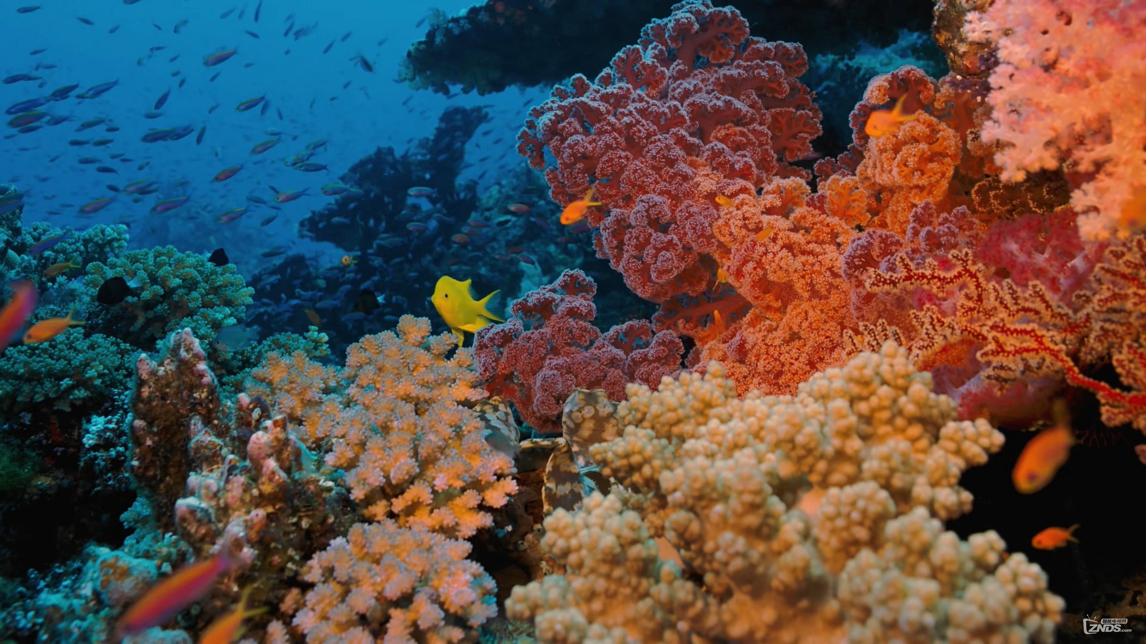 Coral Reef Adventure - immagine