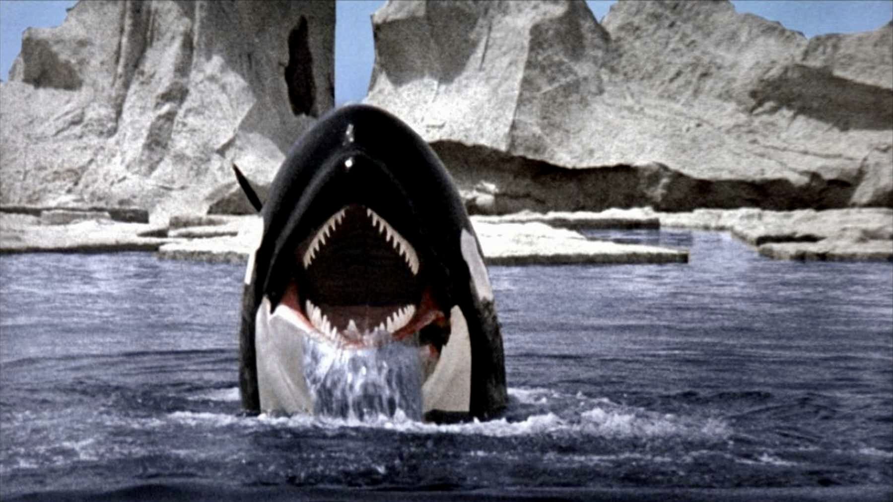 L'orca assassina - immagine