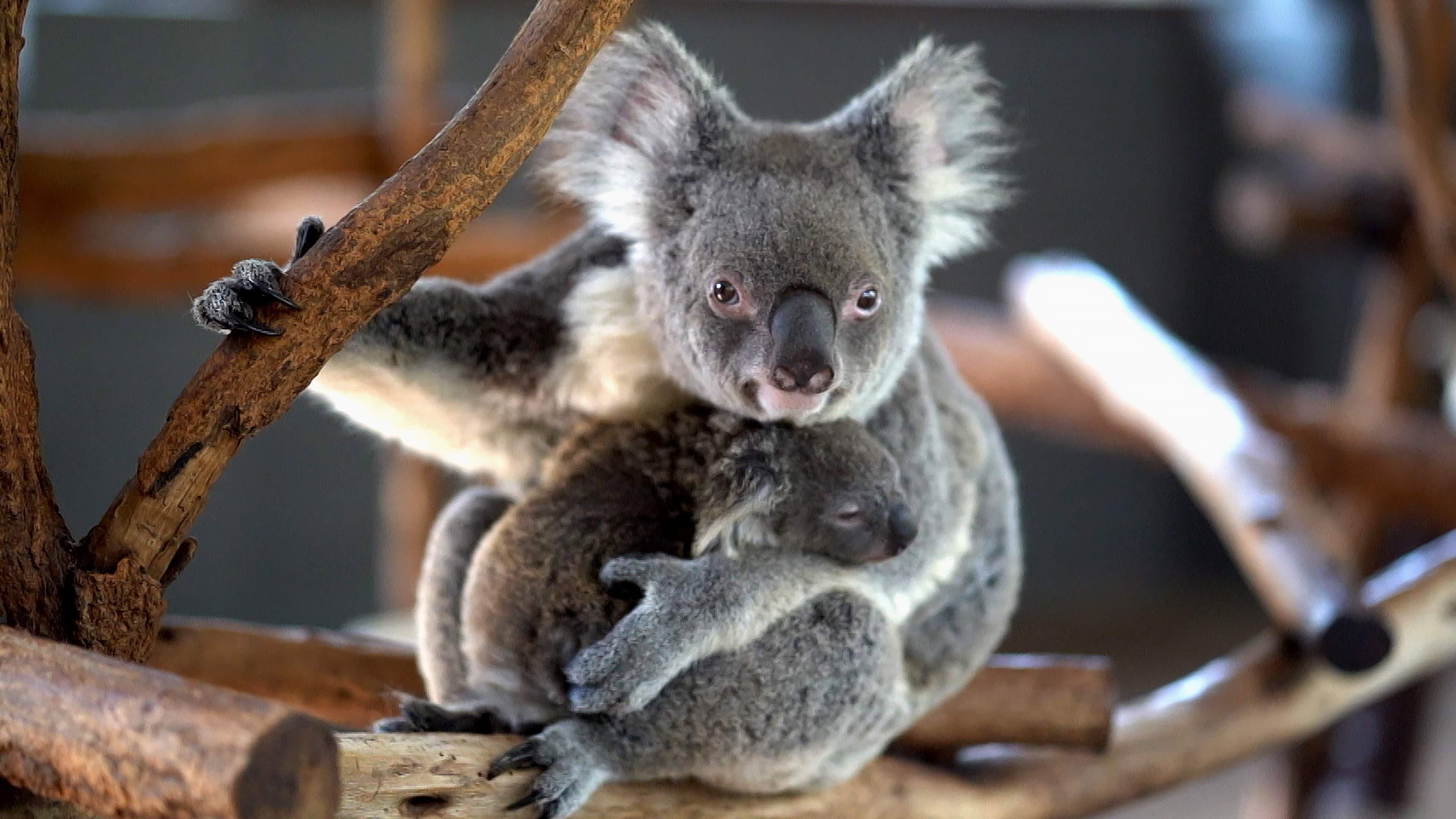 Escape from Extinction - immagine