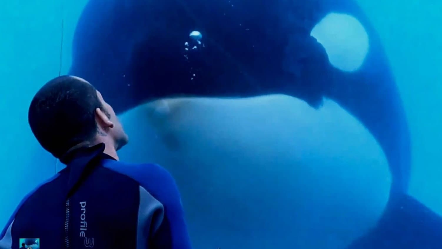Blackfish - immagine