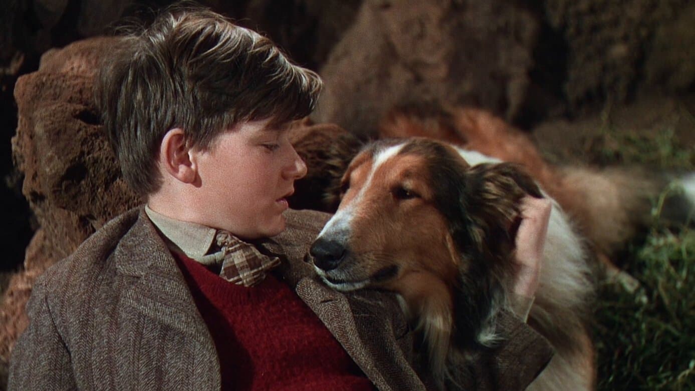 Torna a casa Lassie! - immagine