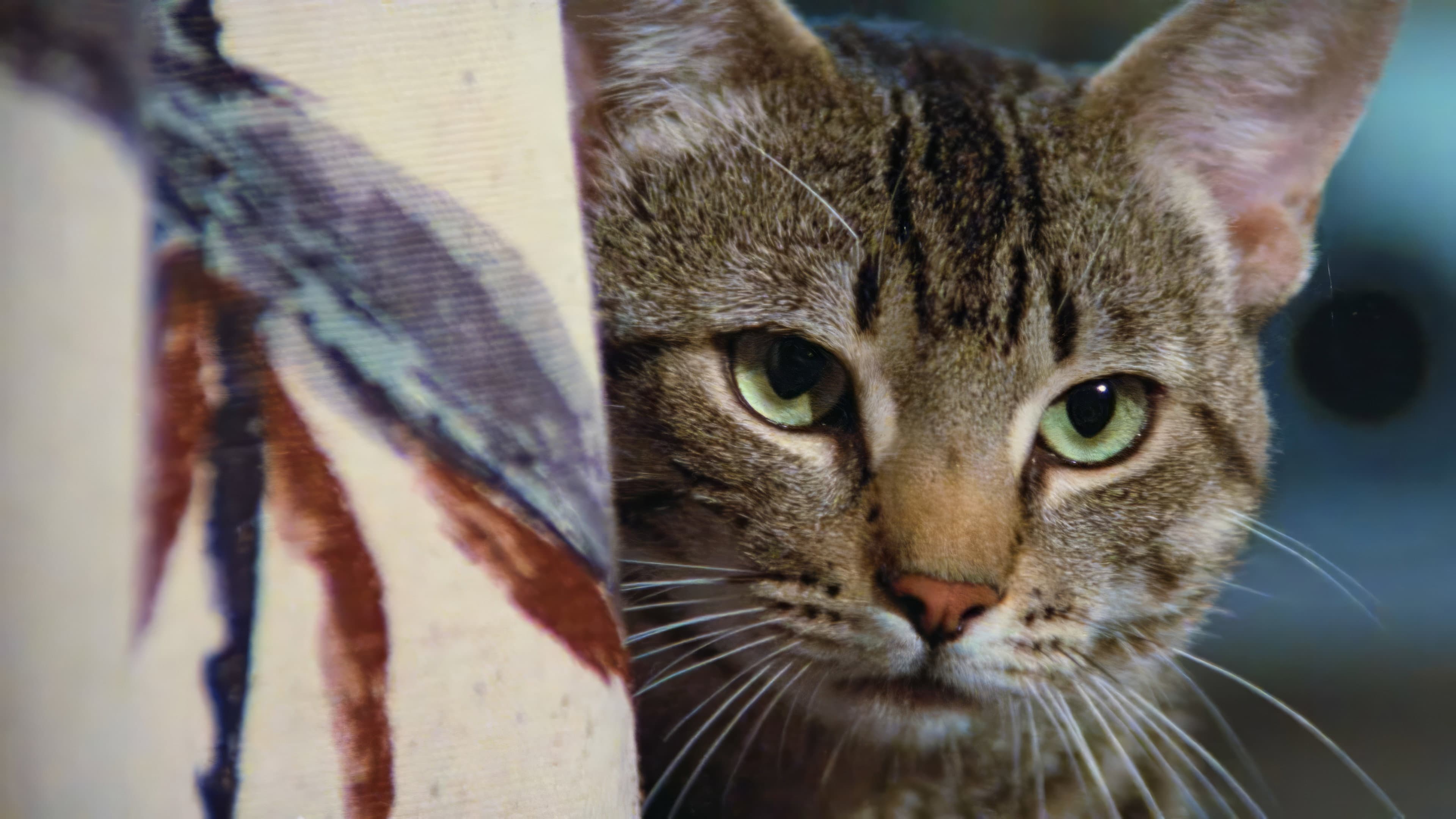 L'occhio del gatto - immagine