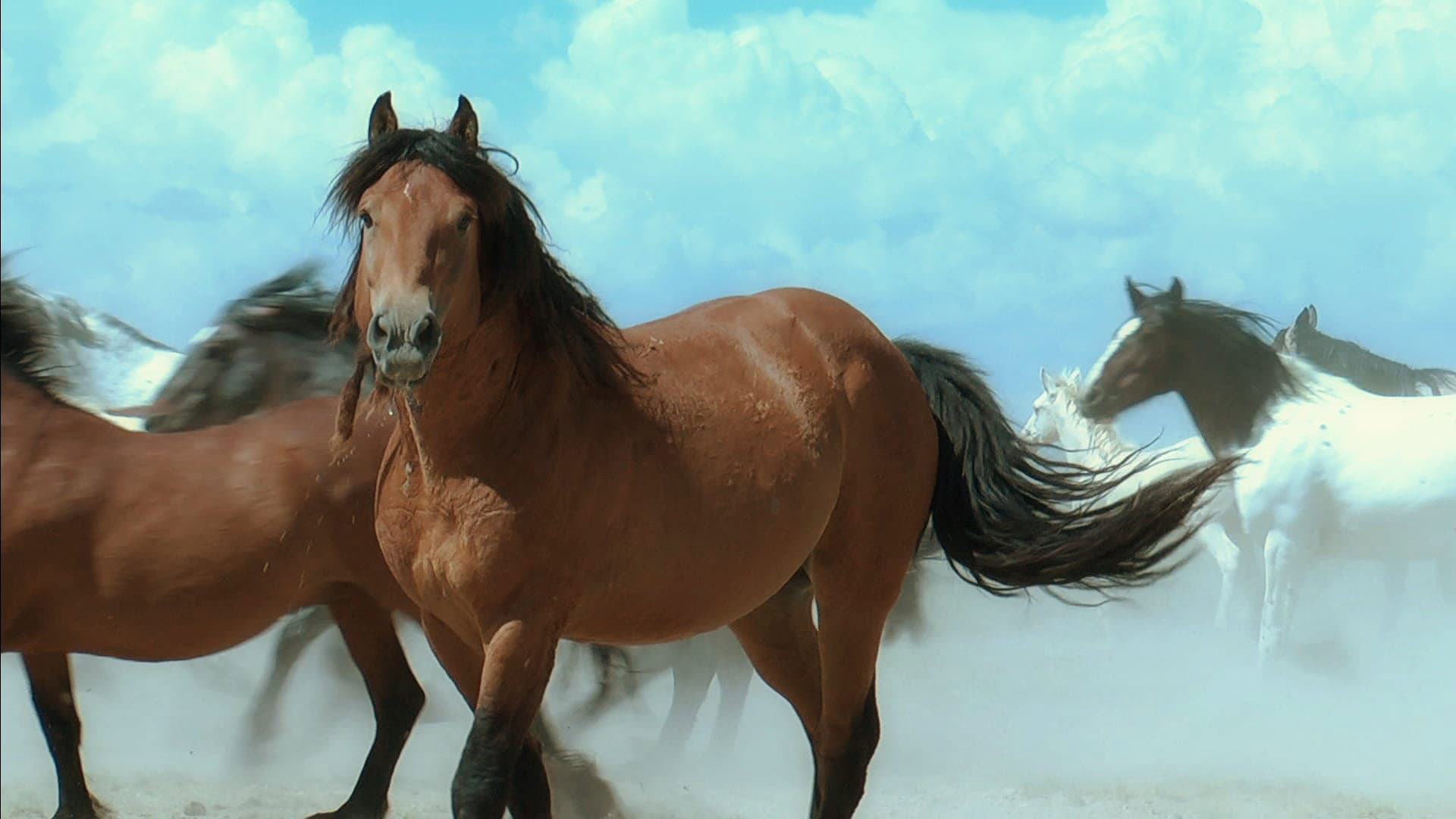 American Mustang - immagine