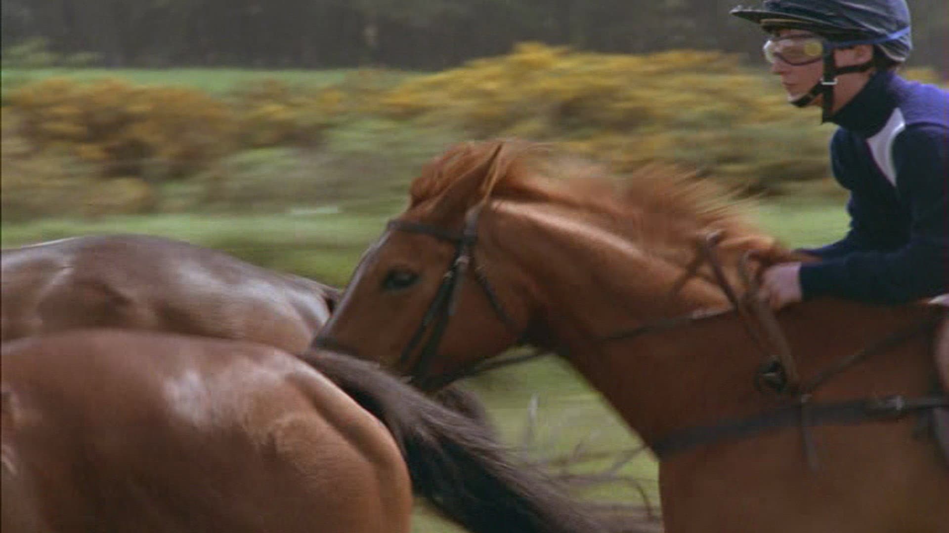 Shergar - immagine