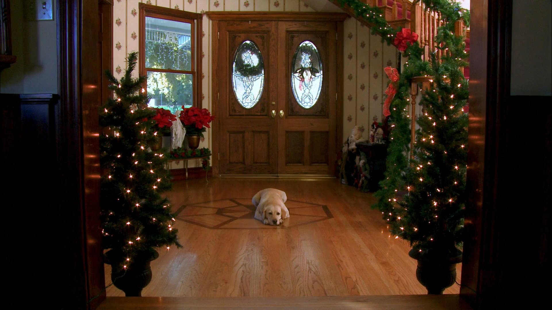 Mamma che Natale da cani! - immagine