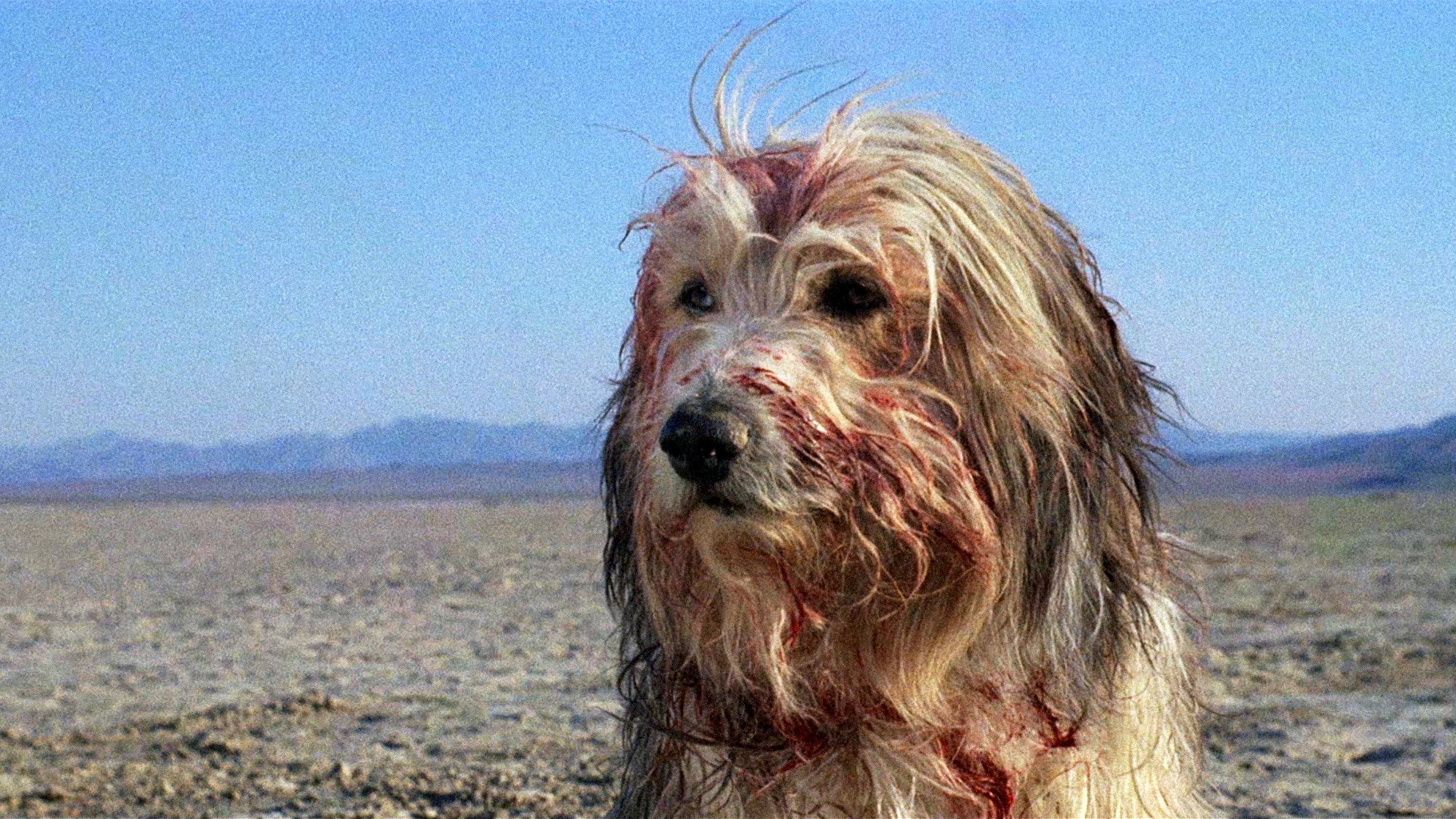 Apocalypse 2024 - Un ragazzo, un cane, due inseparabili amici - immagine