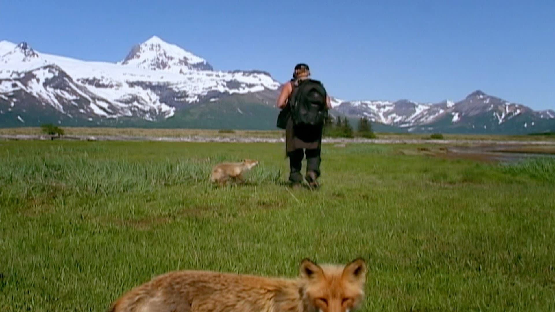 Grizzly Man - immagine