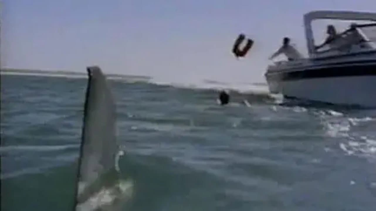 Shark's Paradise - immagine