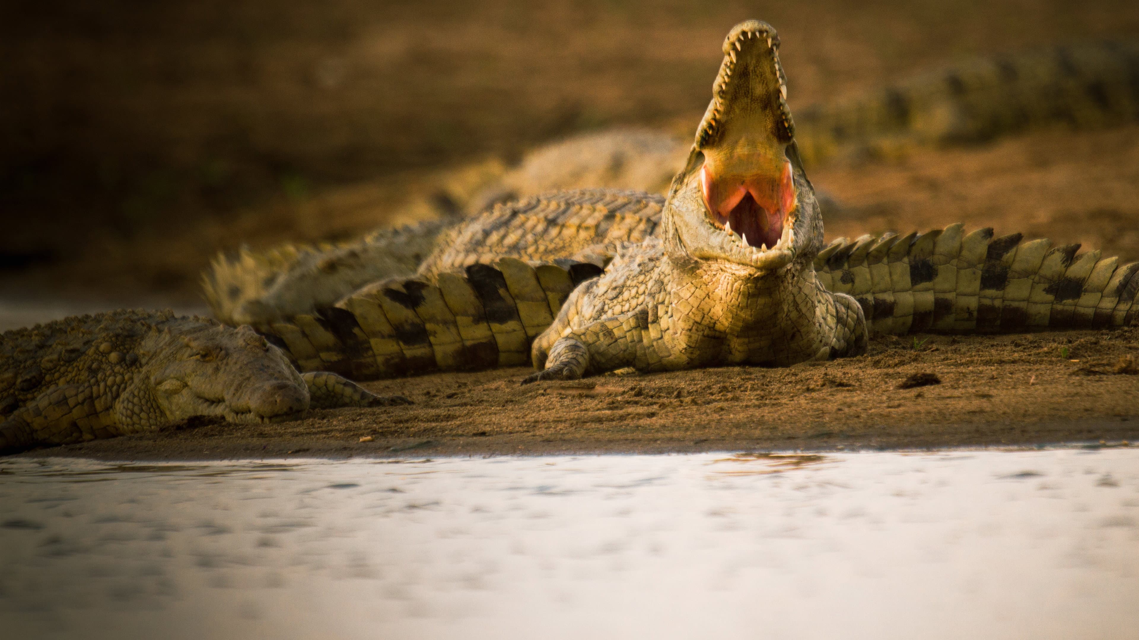 Crocodiles Revealed - immagine