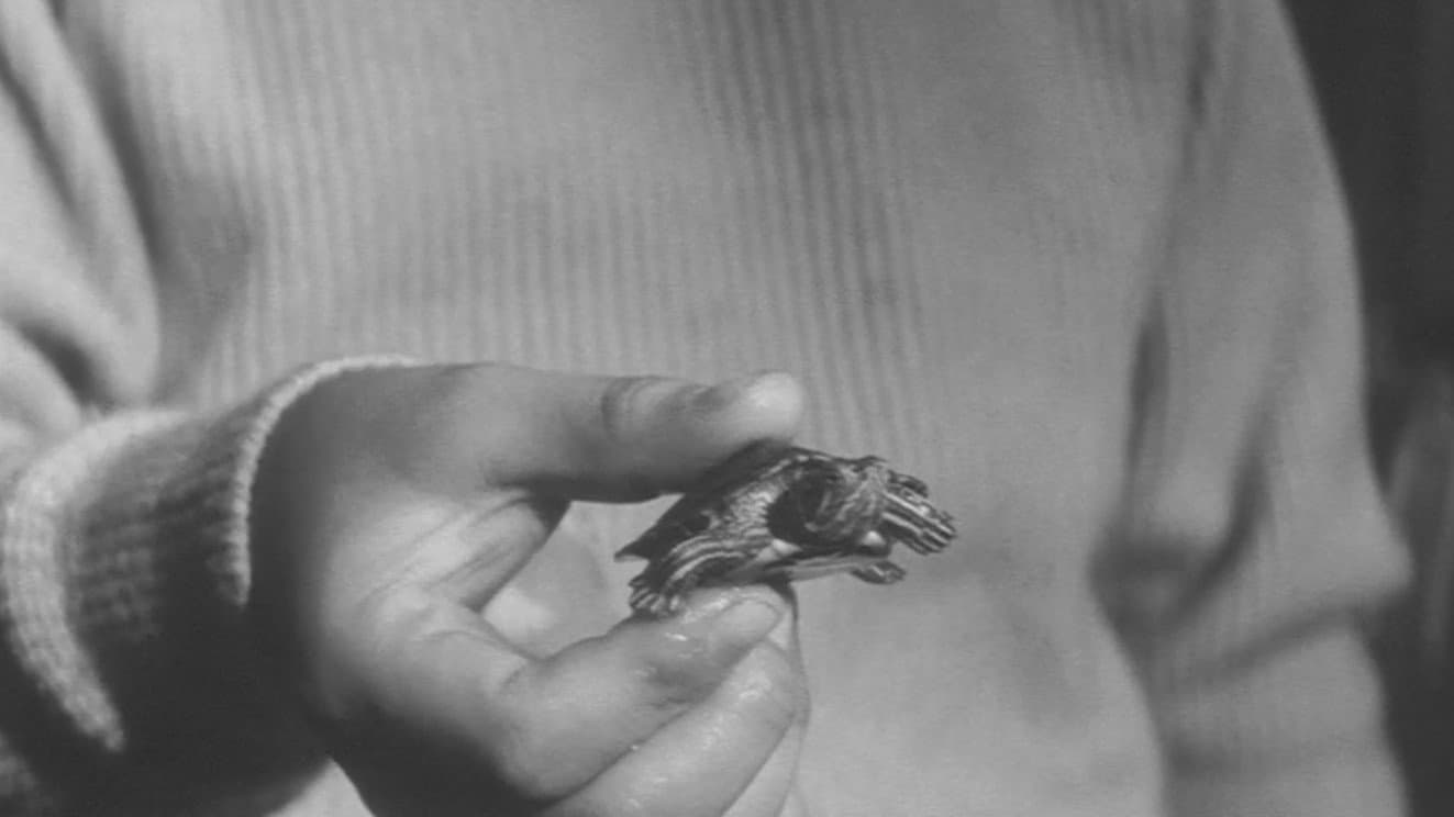 Gamera - Il mostro gigante - immagine