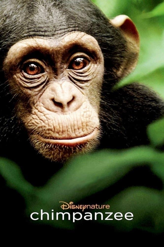 Poster di Chimpanzee