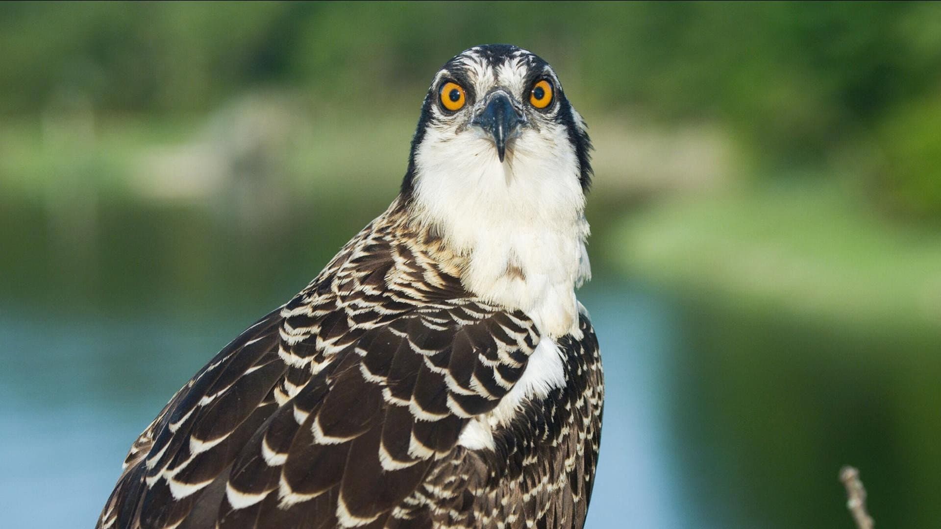 Season of the Osprey - immagine