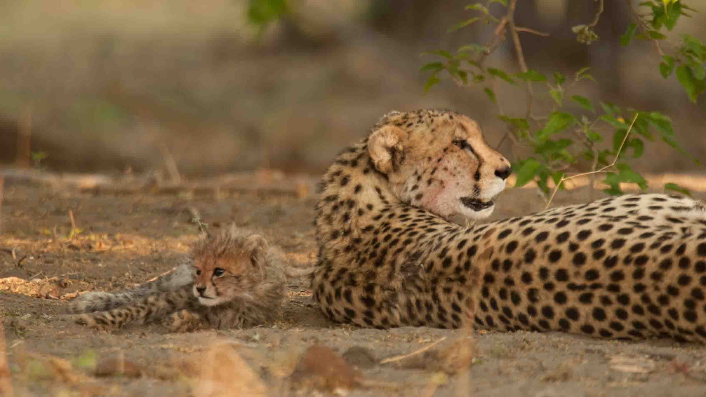 Serengeti Speed Queen - immagine