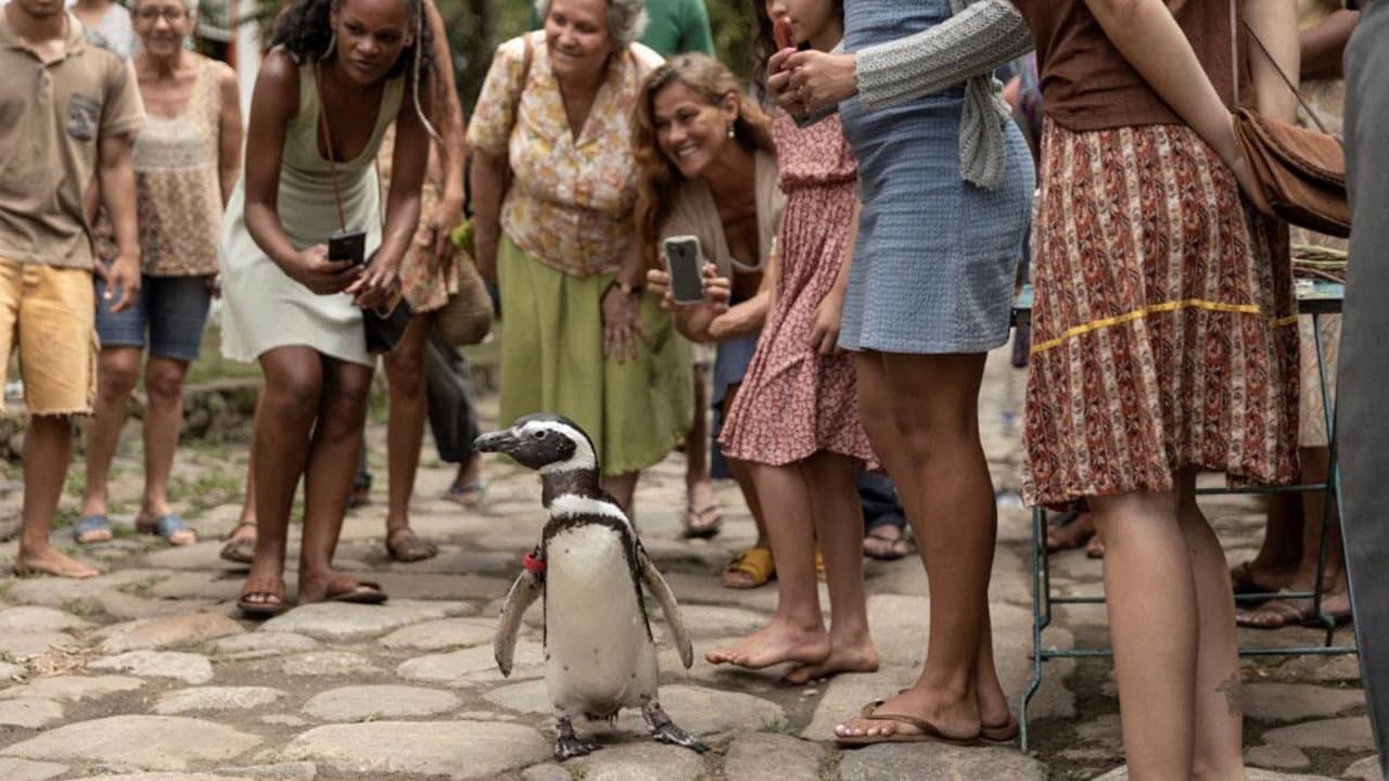 Il mio amico pinguino - immagine