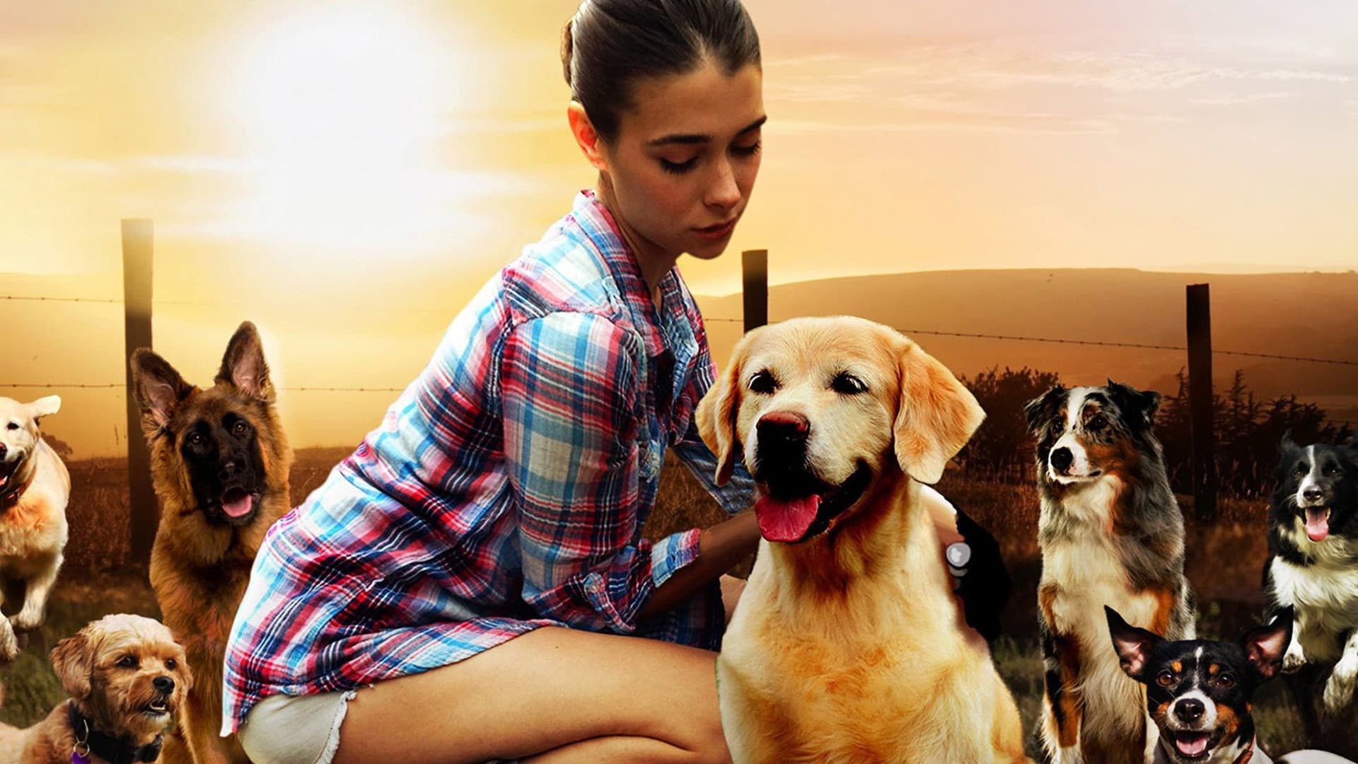 The Dog Lover - immagine