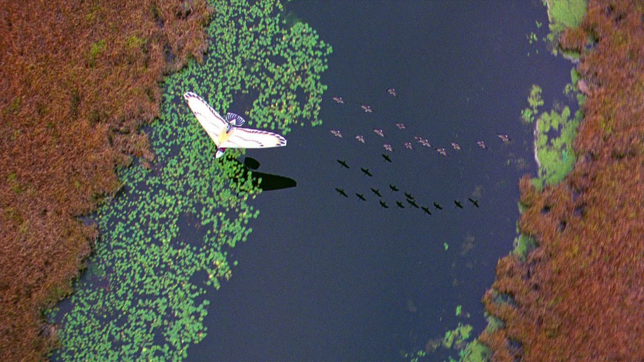 L'incredibile volo - immagine