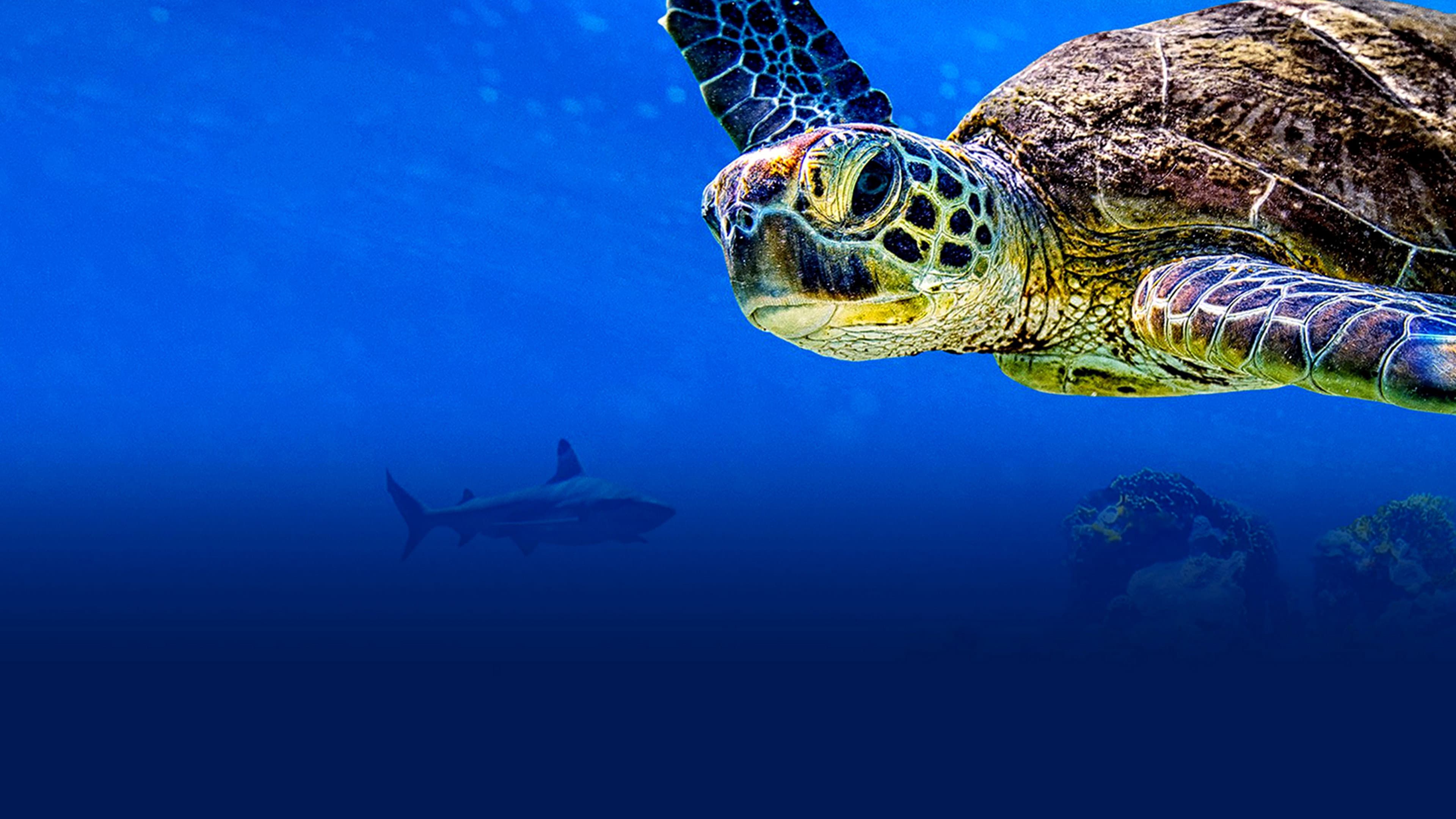 Turtle Odyssey - immagine