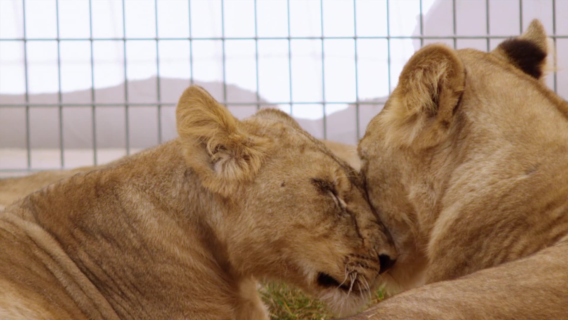 Lion Ark - immagine