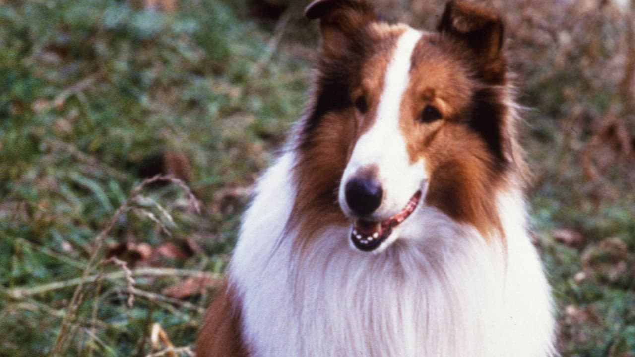 Lassie - immagine