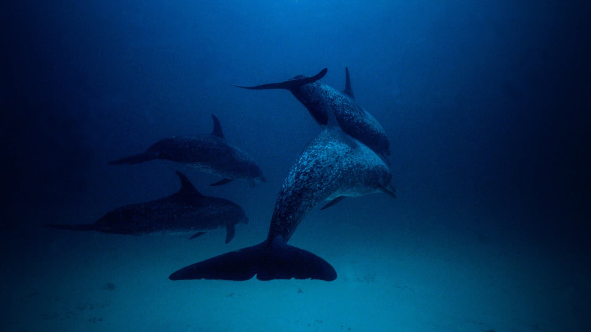 Atlantis - Le creature del mare - immagine