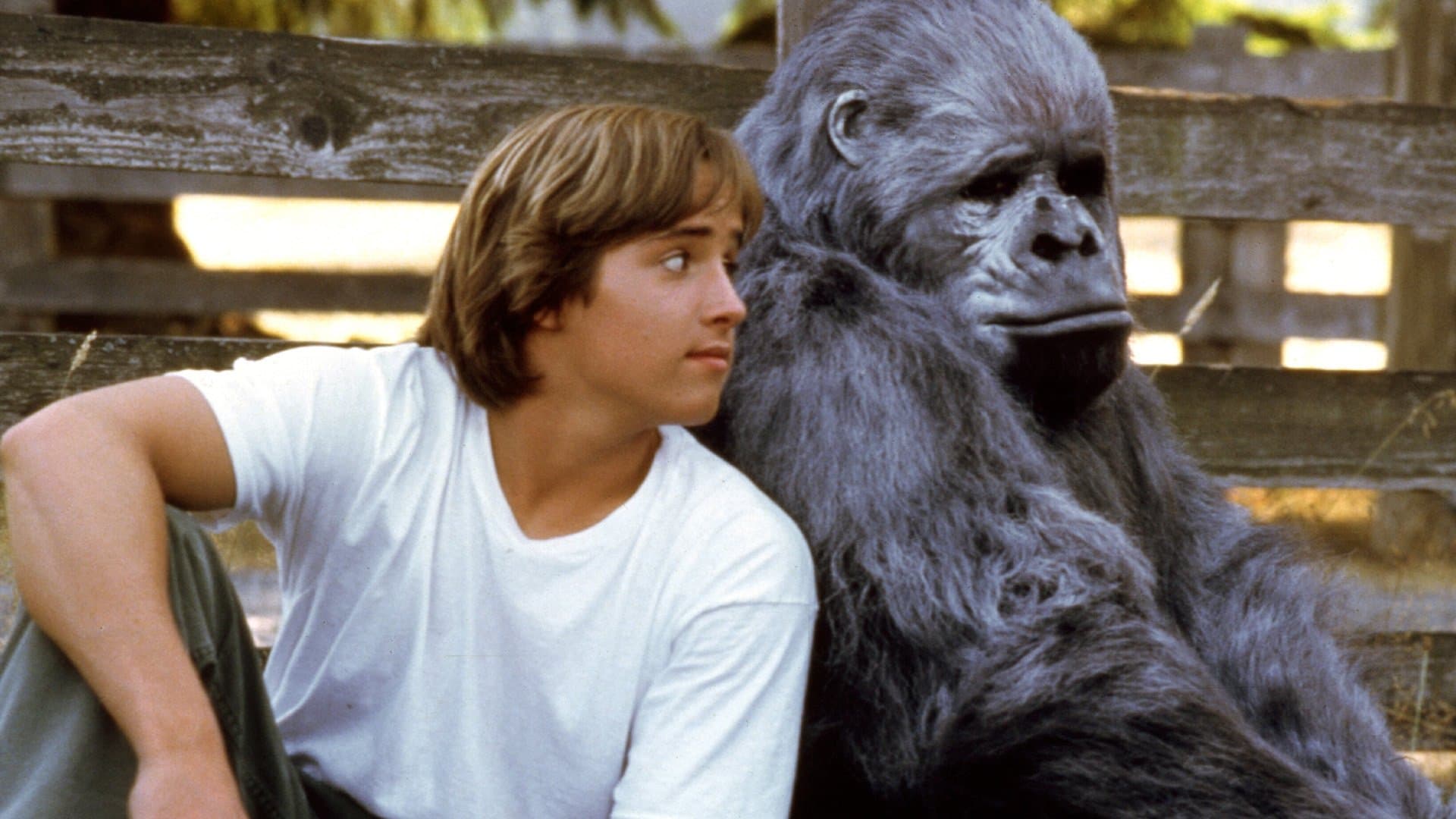 Una gorilla per amica - immagine