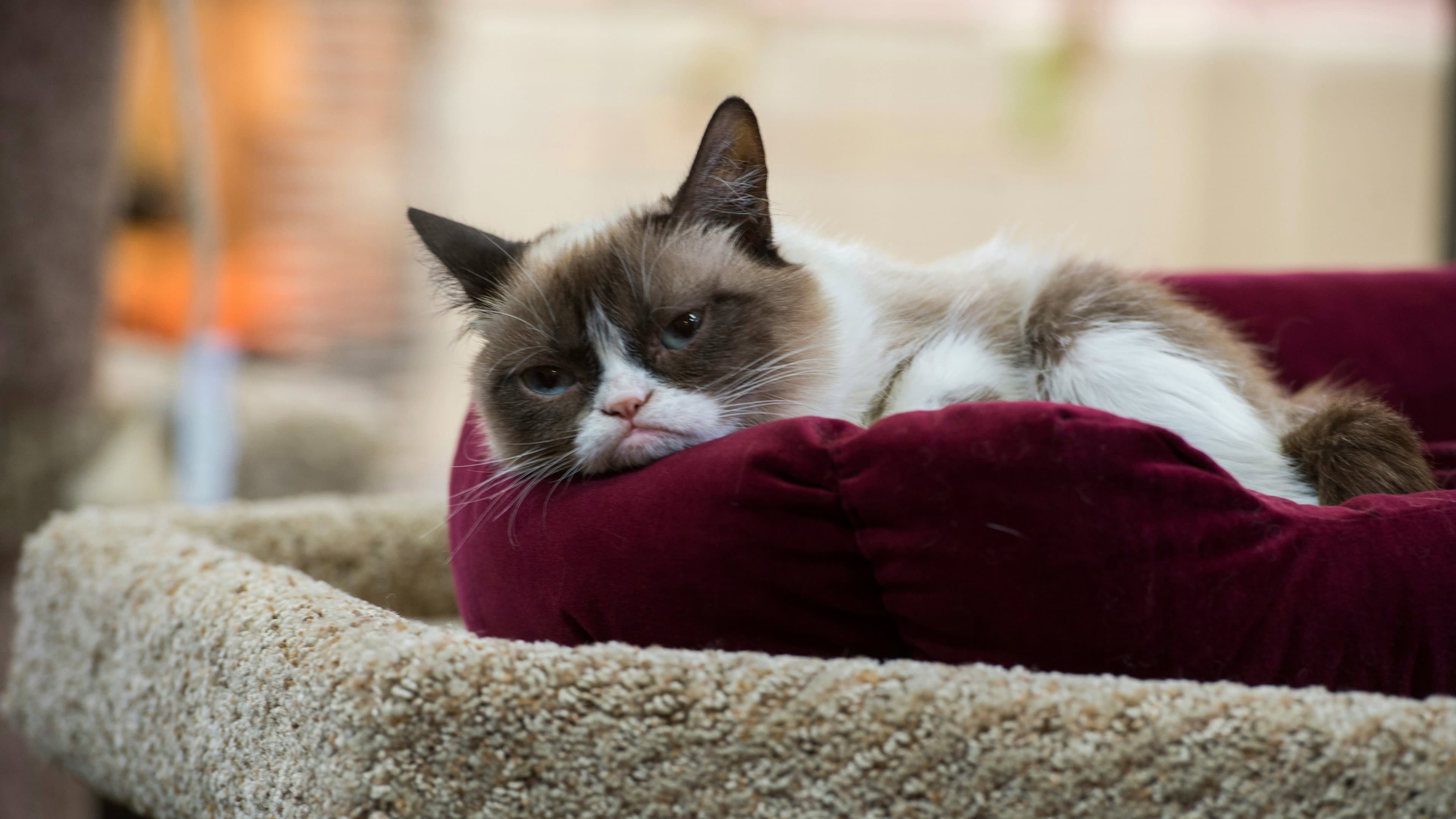 Grumpy Cat's Worst Christmas Ever - immagine