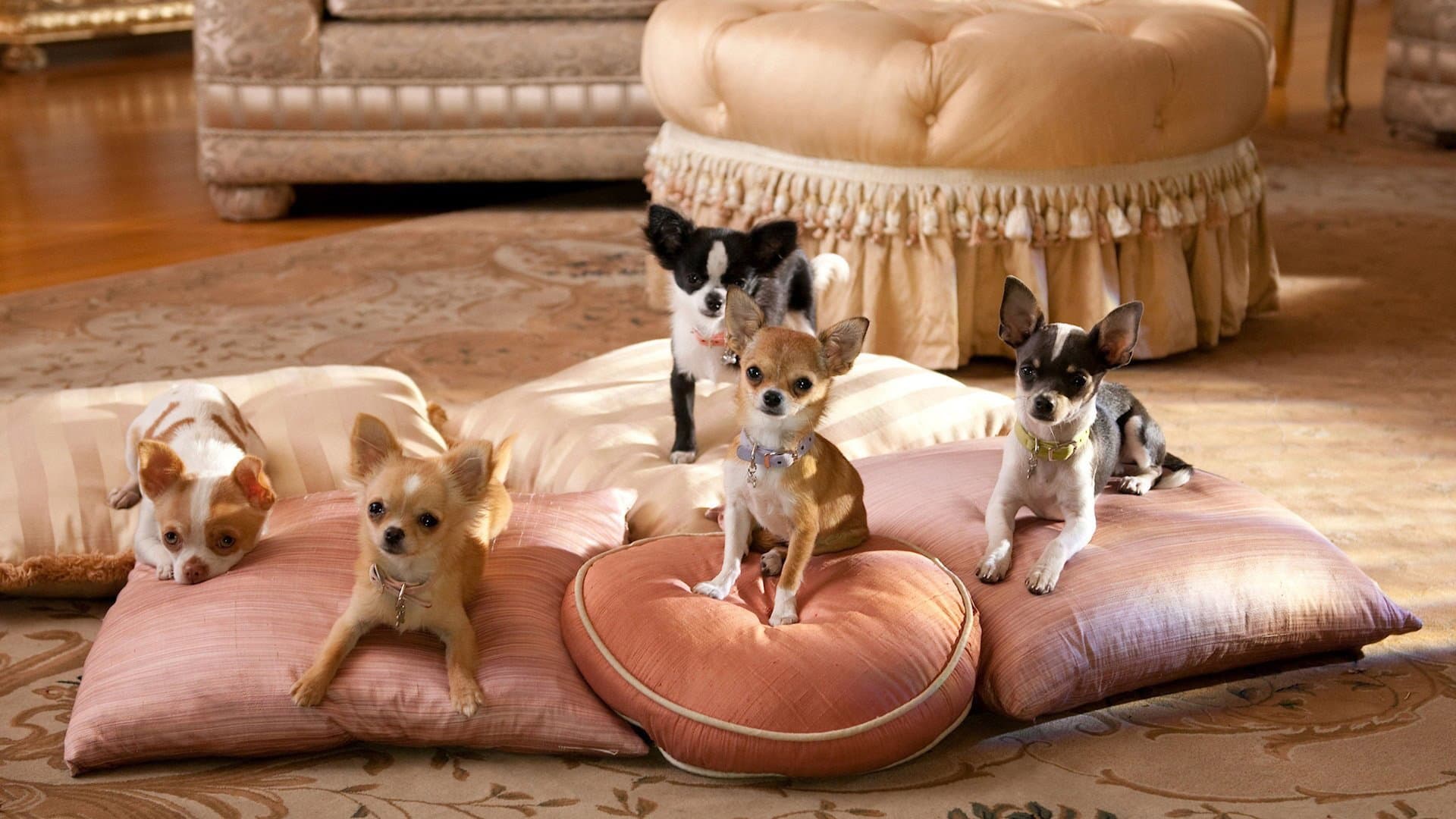 Beverly Hills Chihuahua 2 - immagine