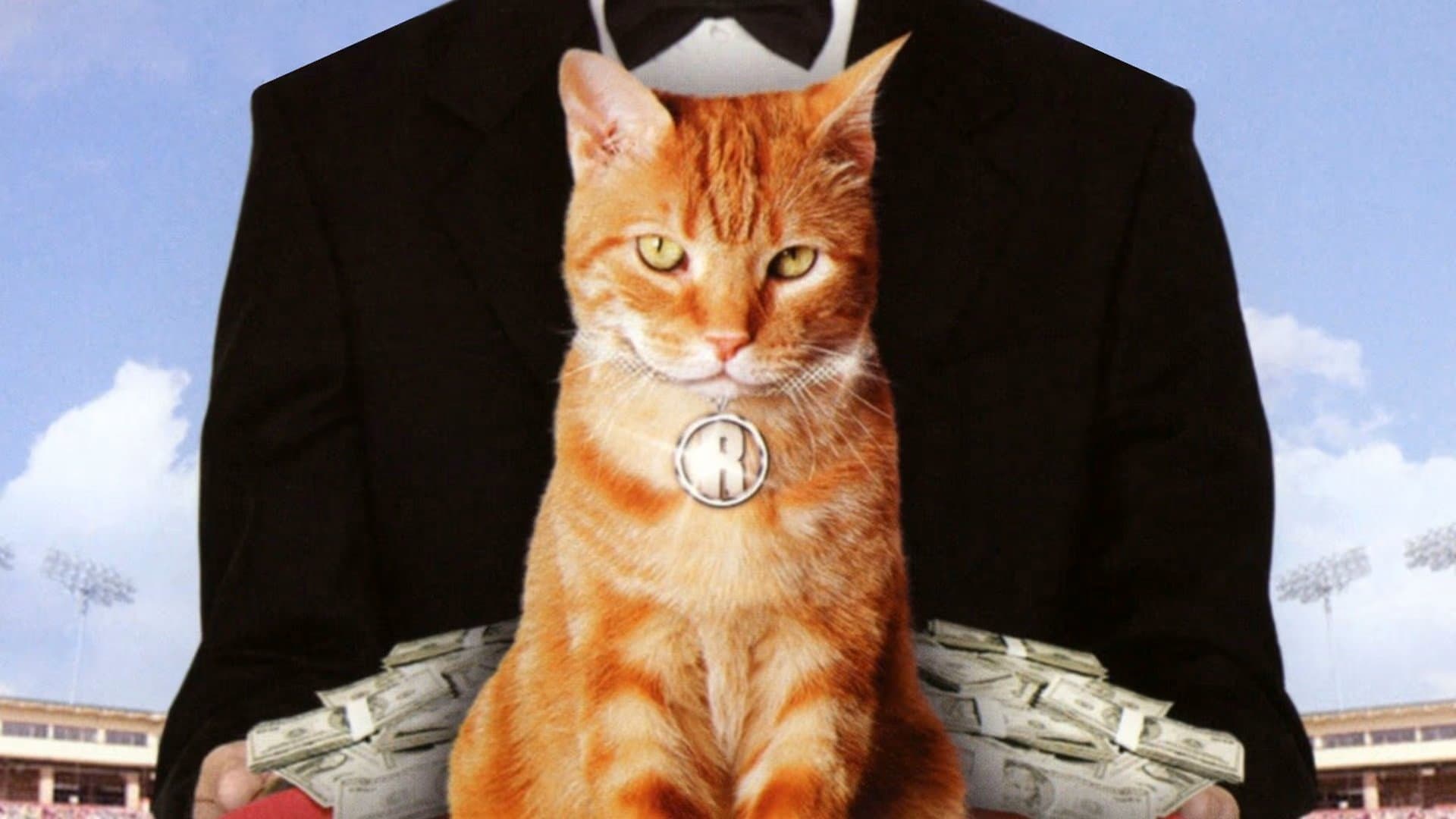 Il gatto milionario - immagine