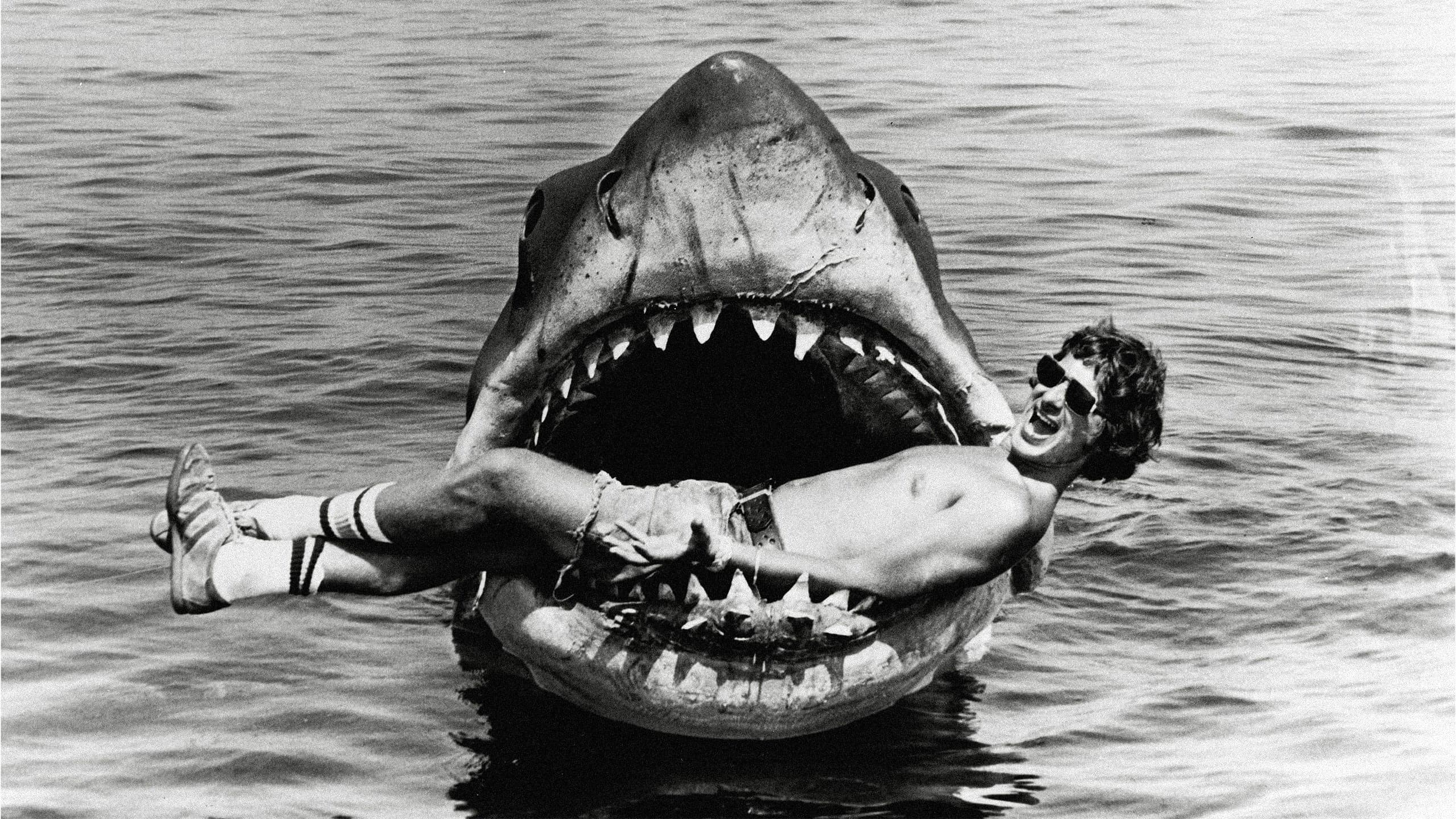The Shark Is Still Working - immagine