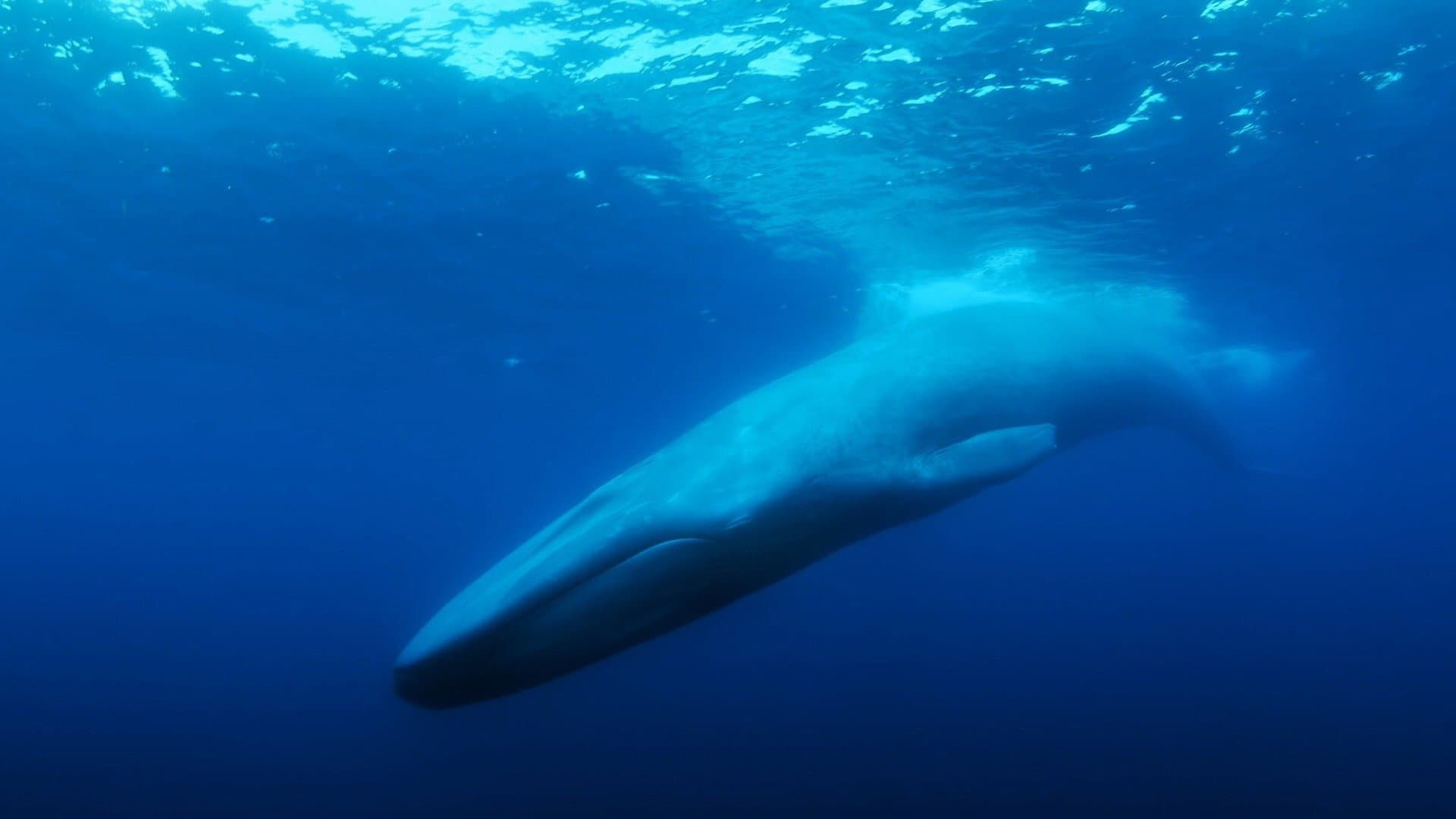 The Loneliest Whale: The Search for 52 - immagine