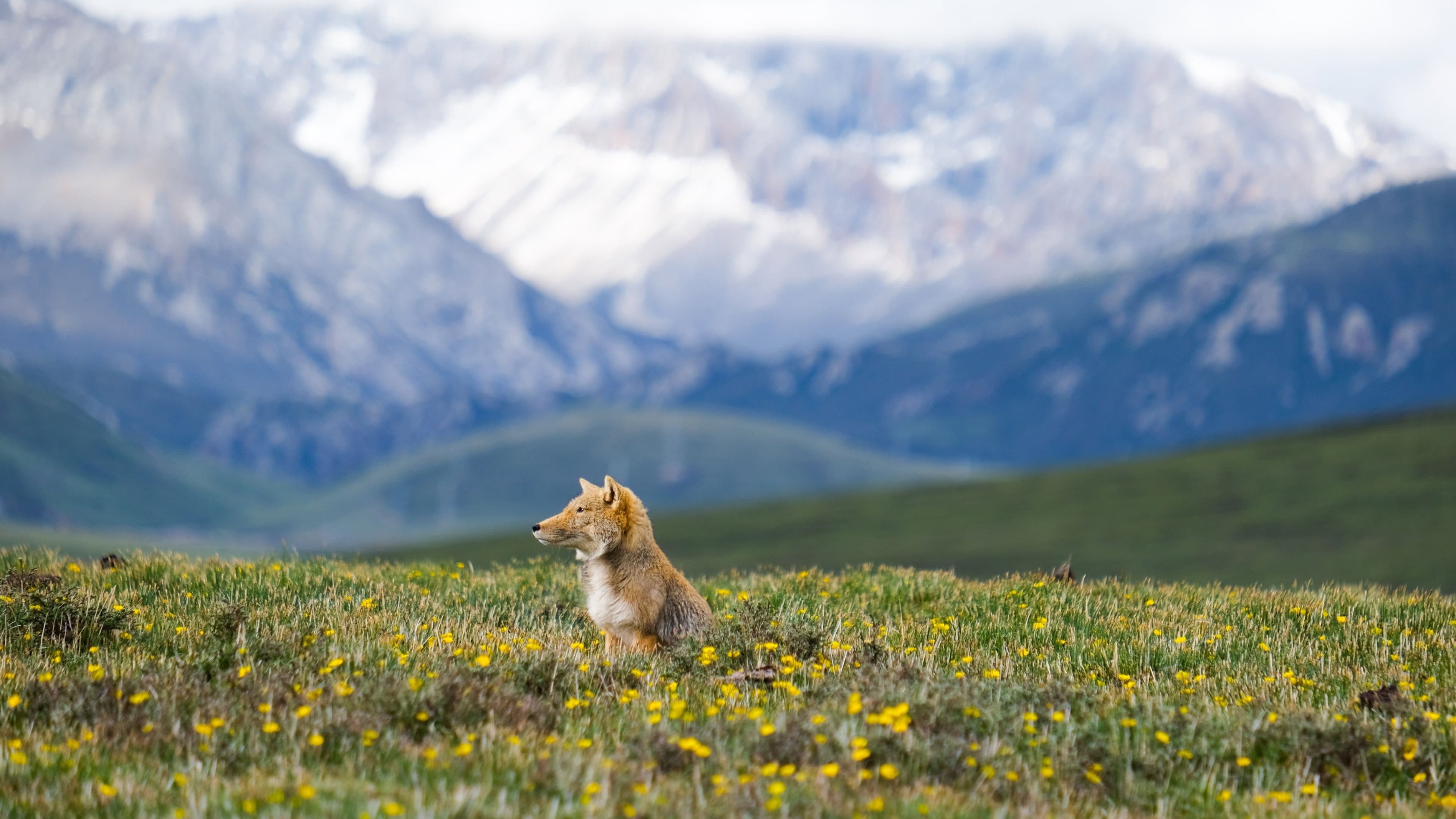 Wild Asia: Life at Extremes - immagine