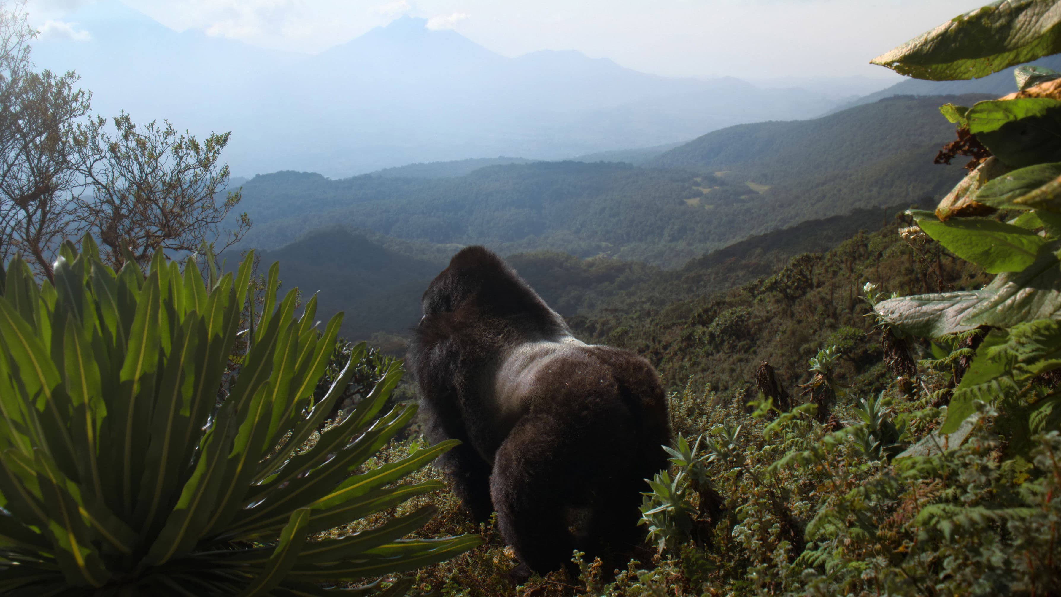 A Gorilla Story: l'incontro di David Attenborough - immagine