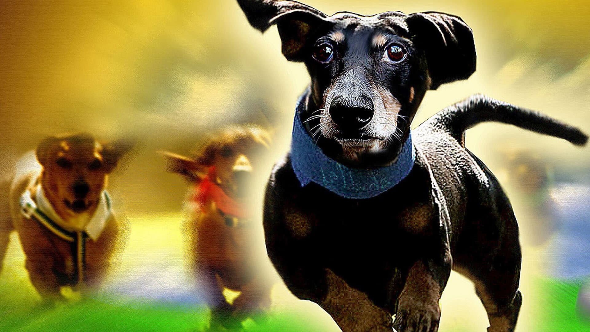 Wiener Dog Nationals - immagine