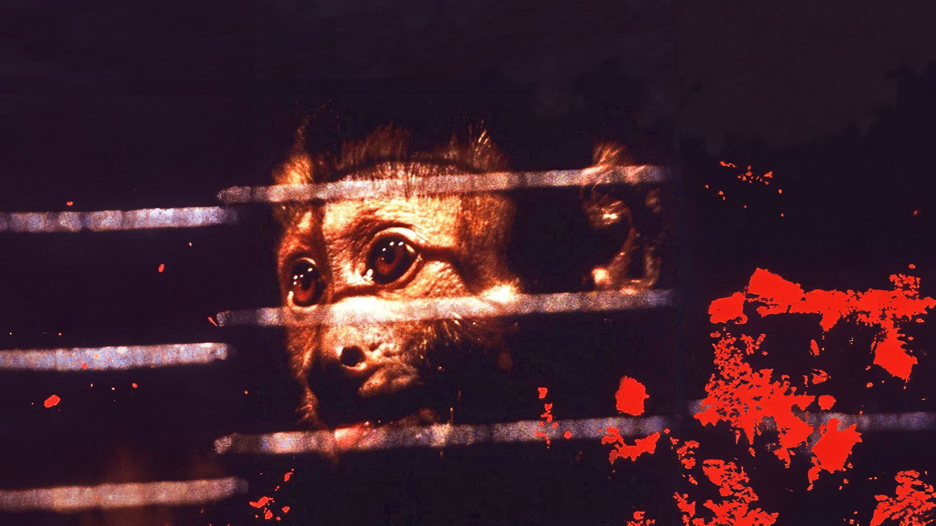 Monkey Shines - Esperimento nel terrore - immagine