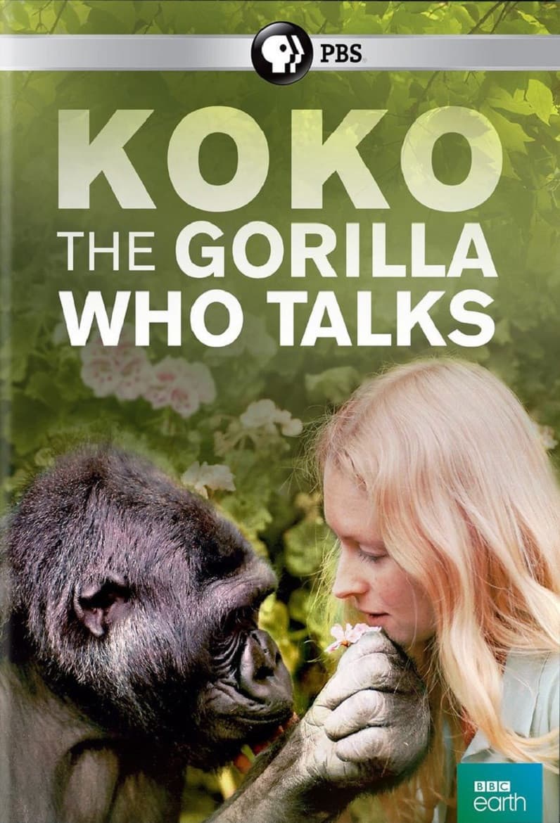 Poster di Koko: The Gorilla Who Talks to People