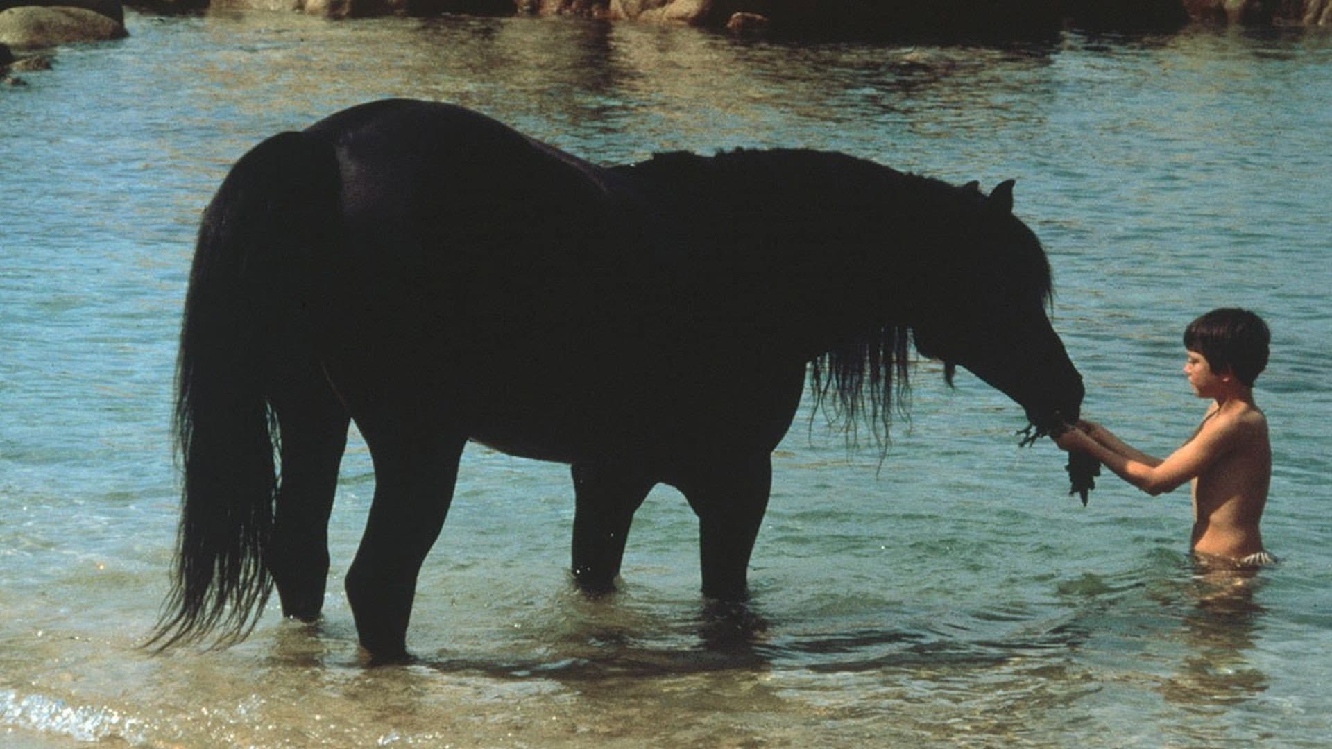 Black Stallion - immagine