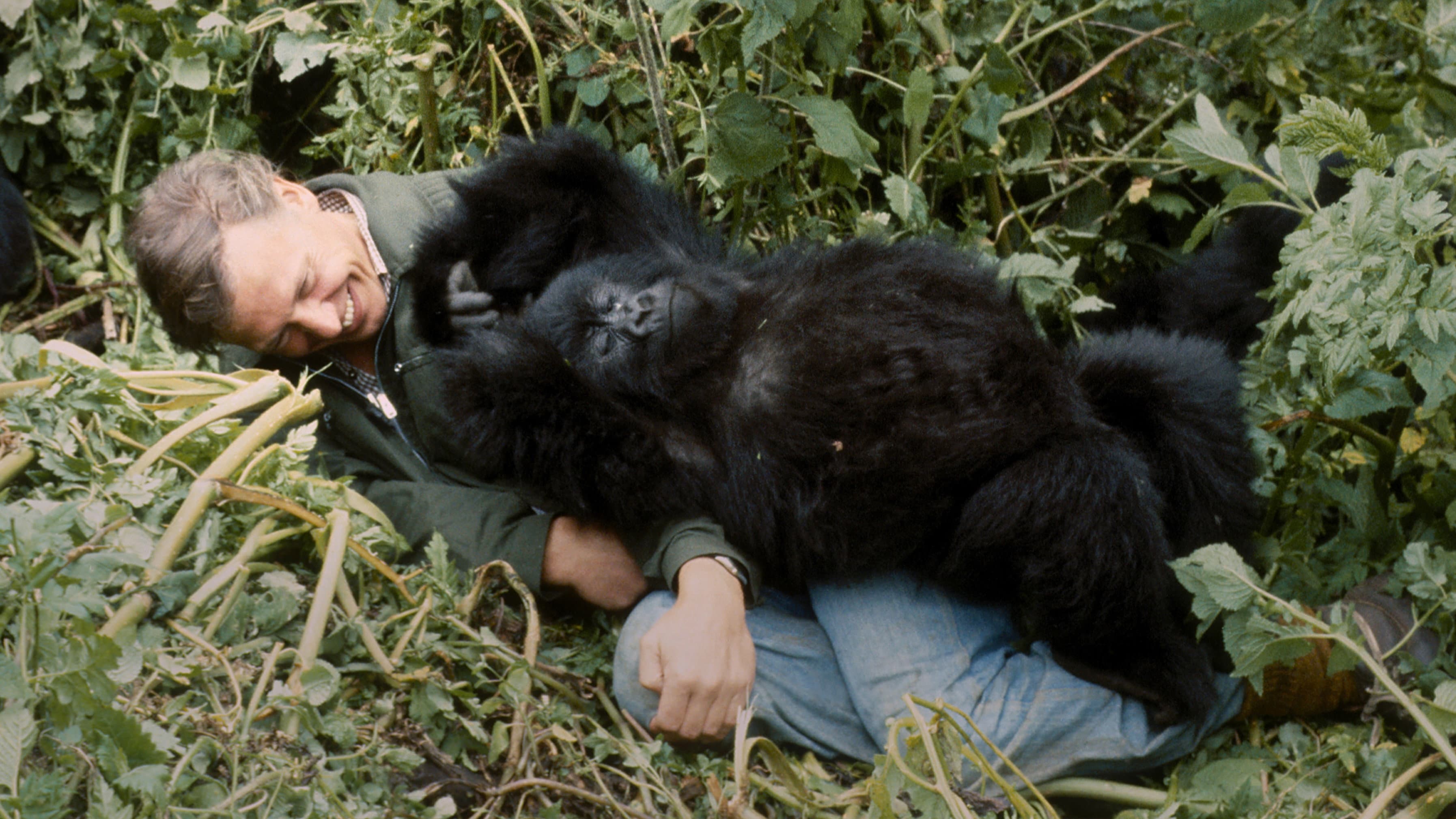 A Gorilla Story: l'incontro di David Attenborough - immagine