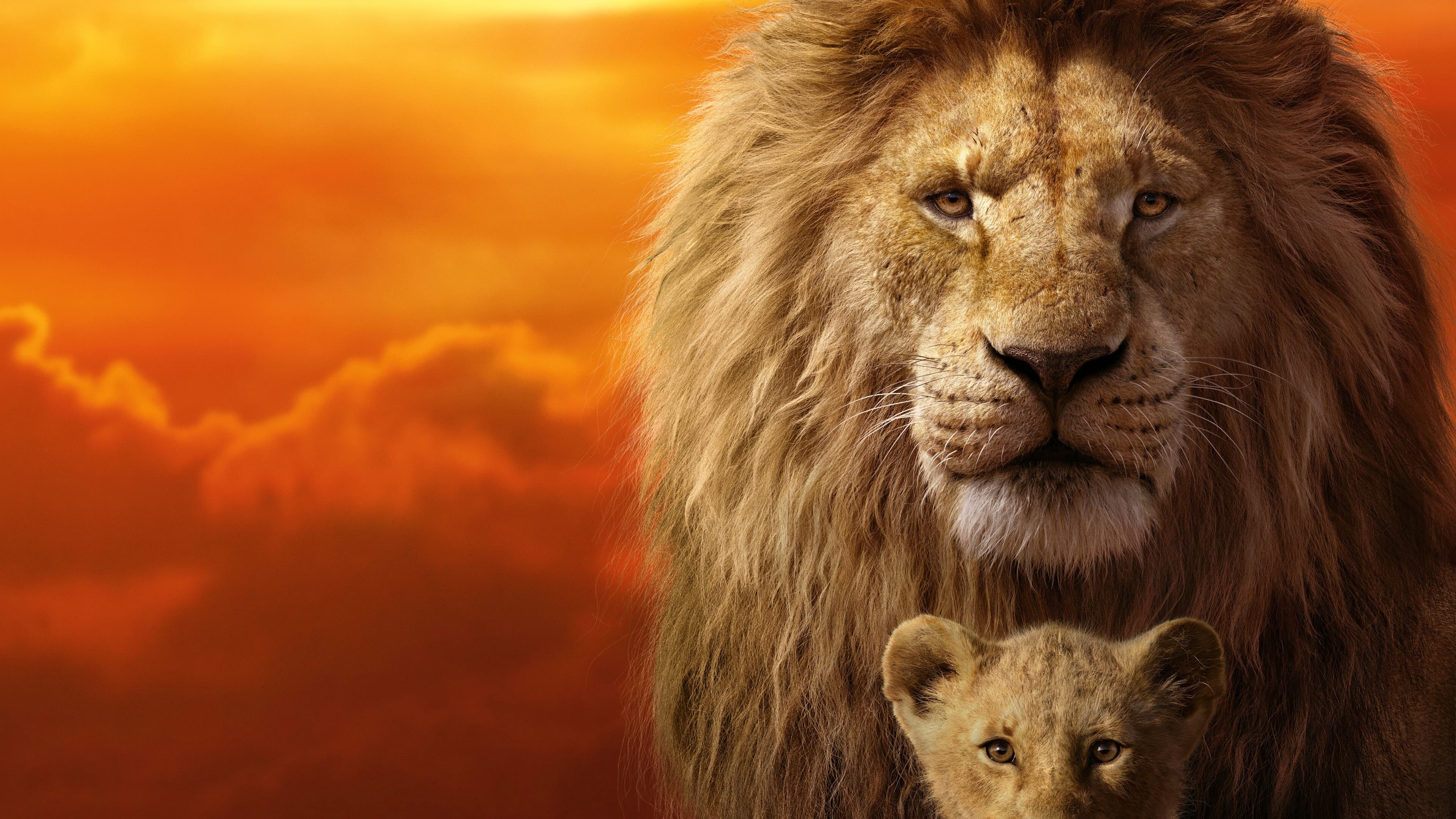 Il re leone - immagine