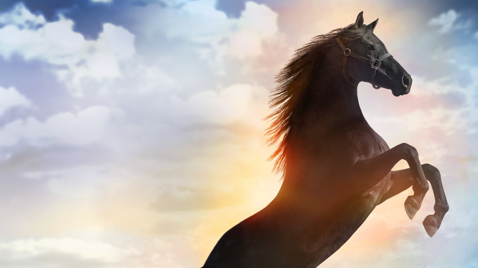 Flicka - Uno spirito libero - immagine