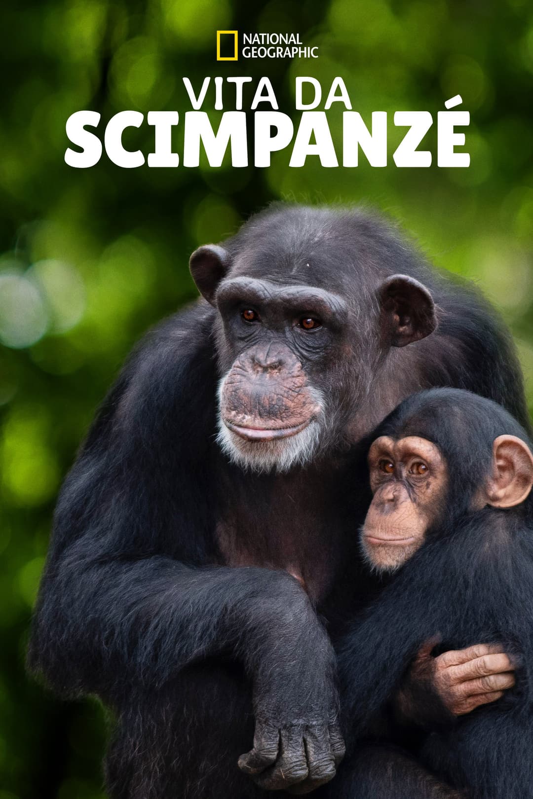 Poster di Meet the Chimps