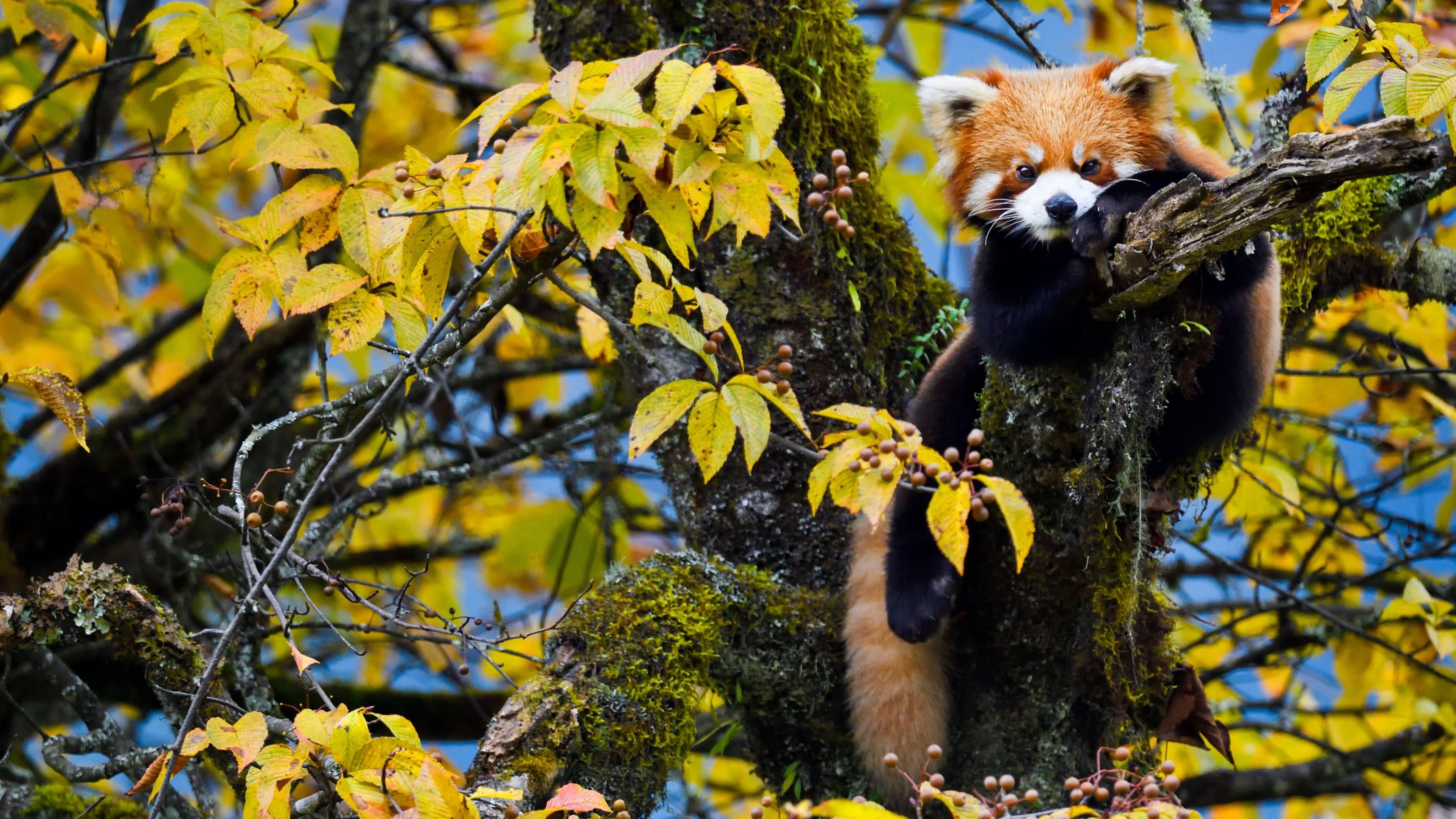 Wild Asia: Life at Extremes - immagine