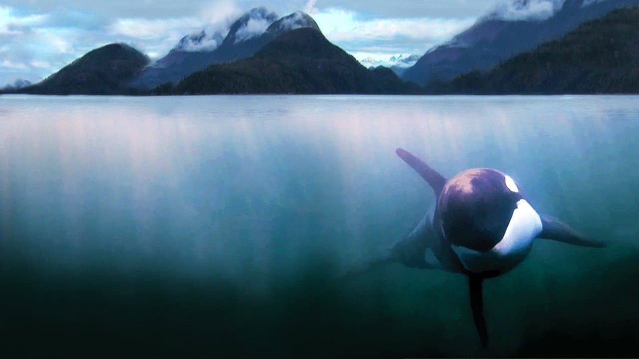 The Whale - immagine