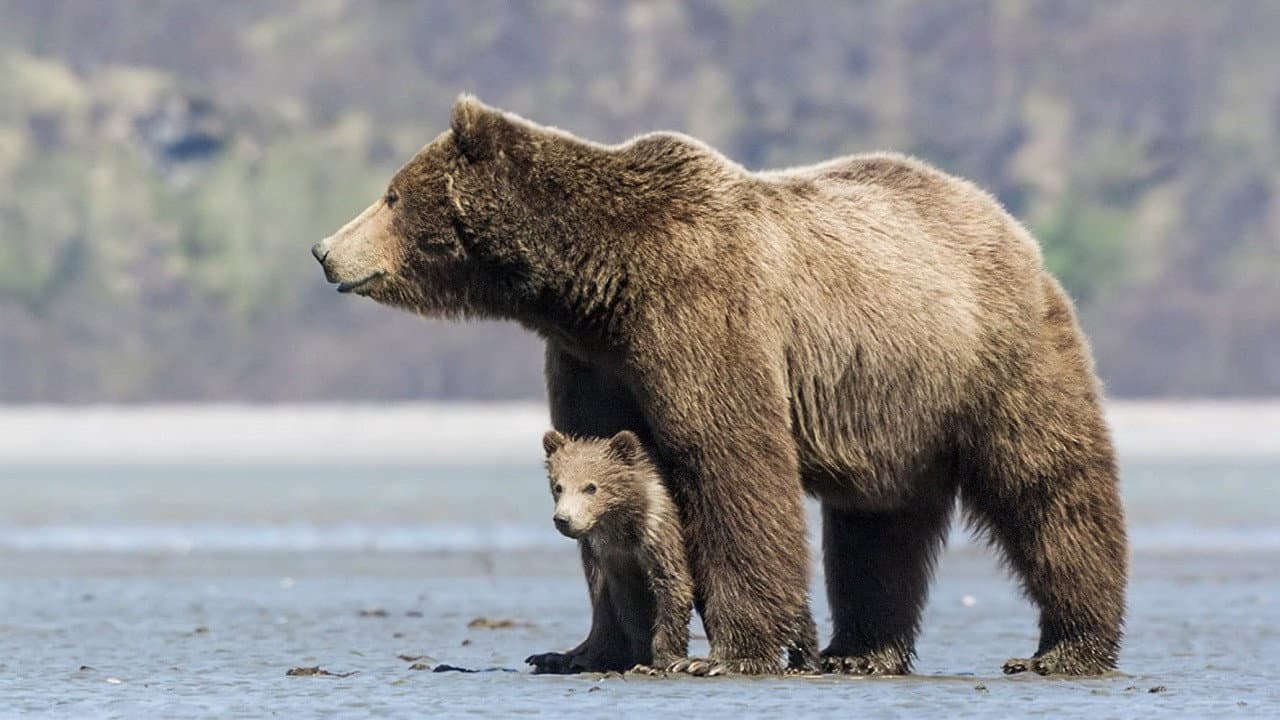 Bears - immagine