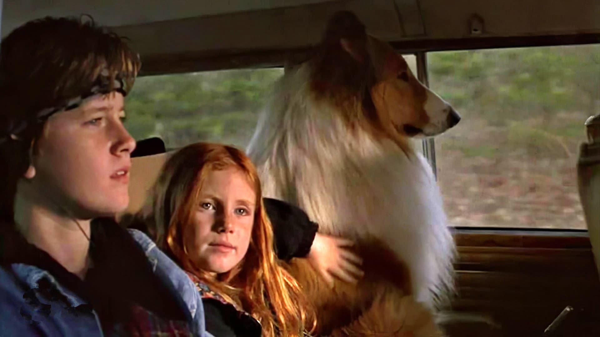 Lassie - immagine