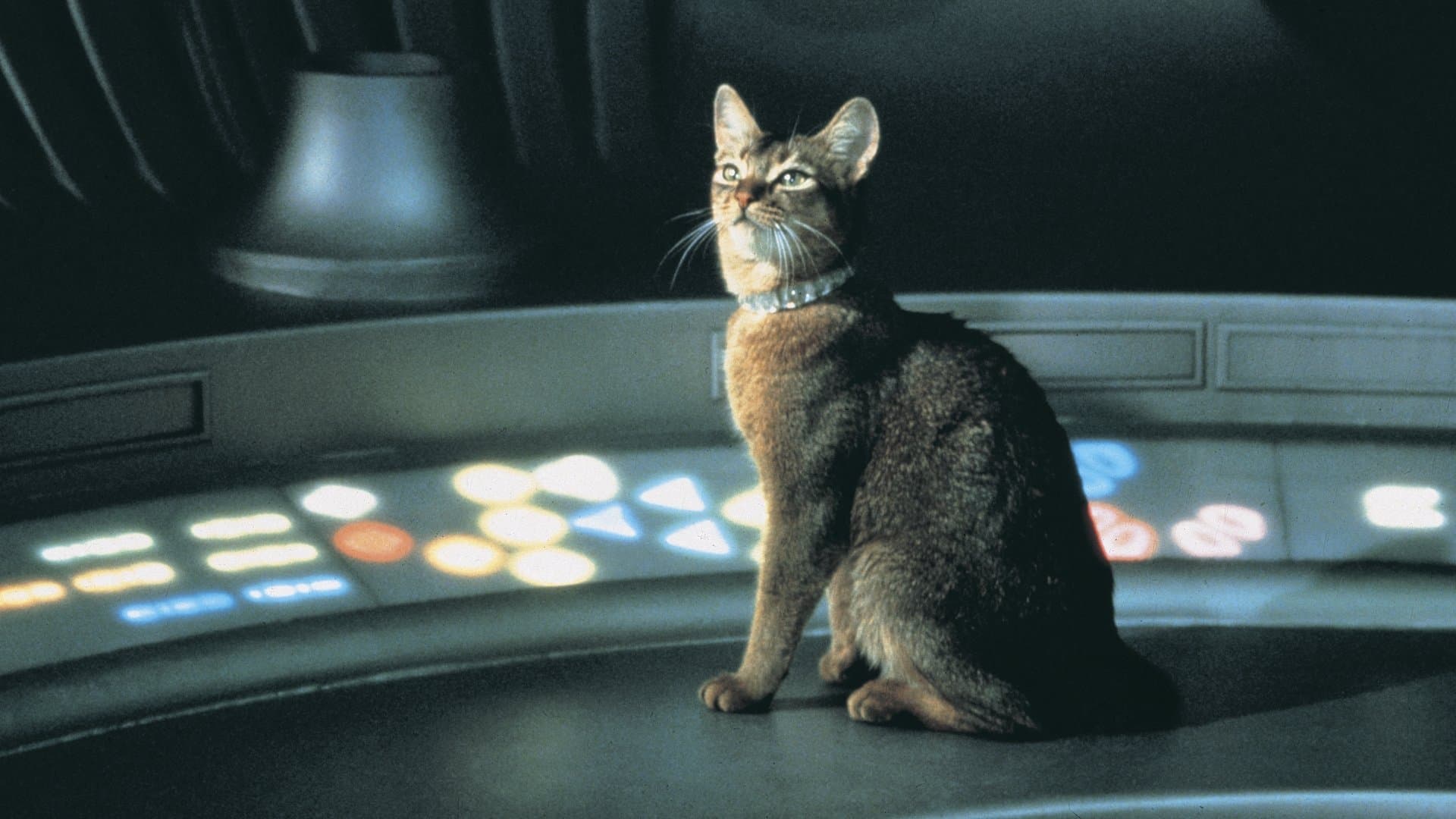 Il gatto venuto dallo spazio - immagine
