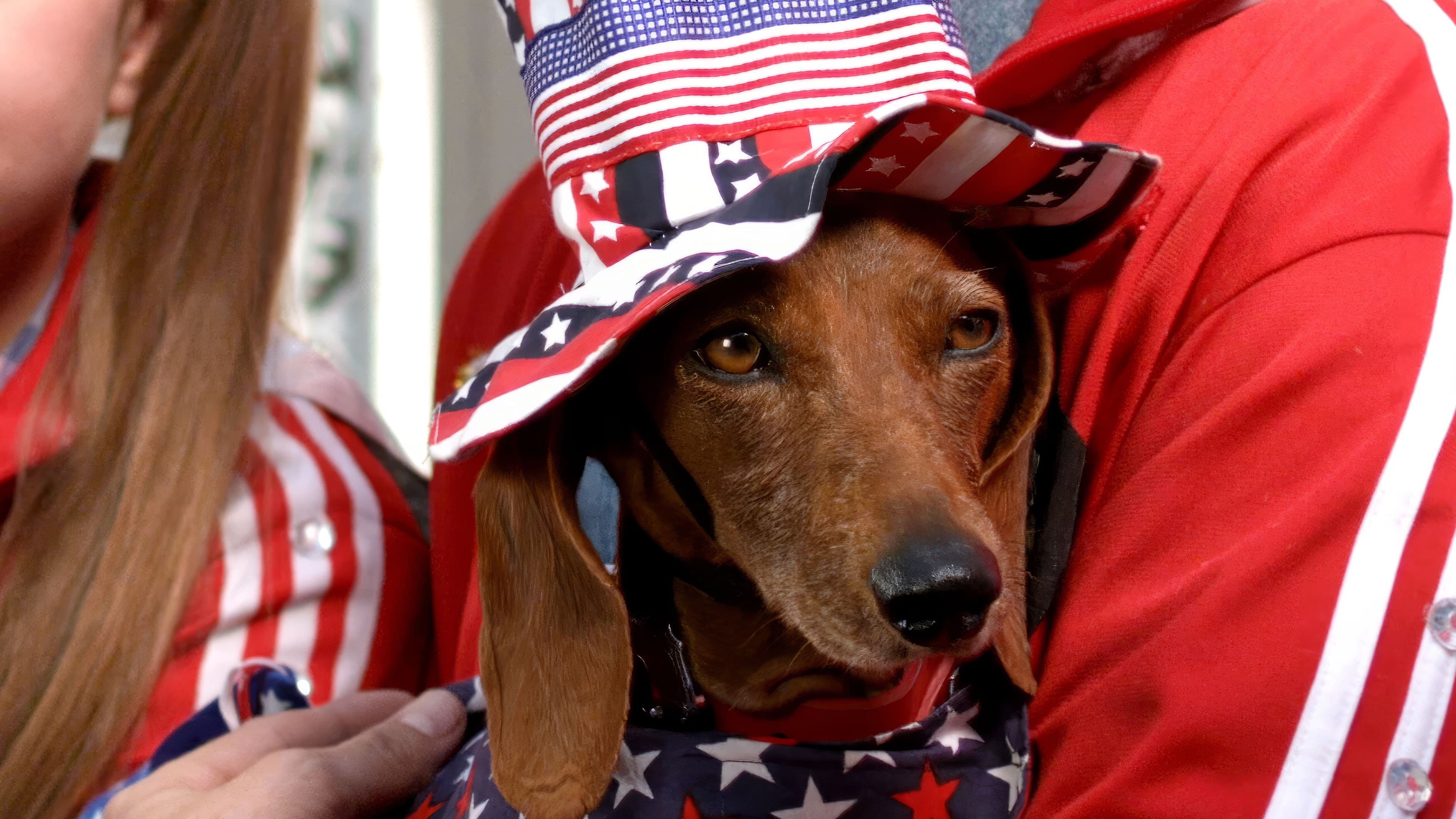 Wiener Dog Internationals - immagine